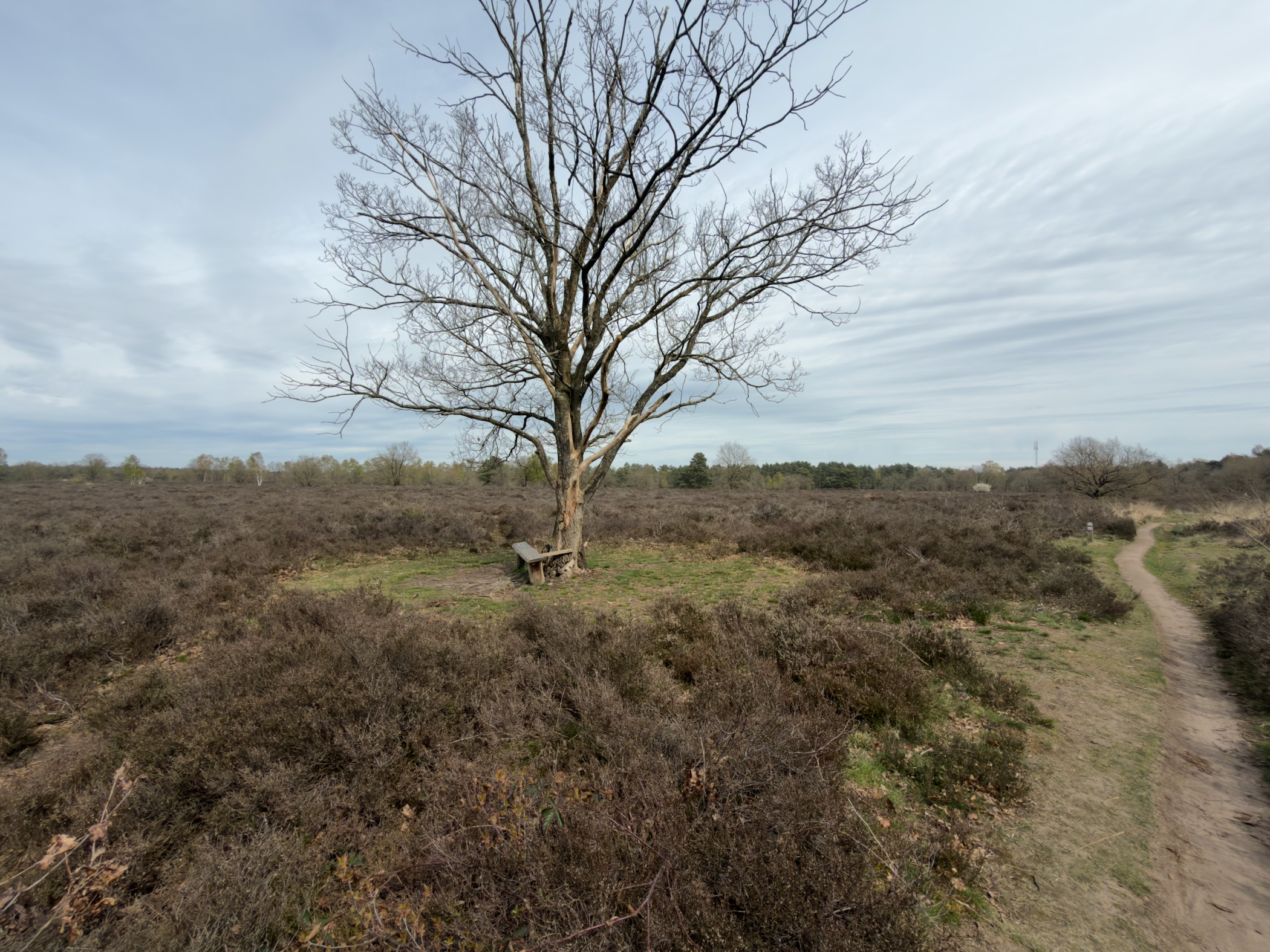 Solitary bare tree with a bench on open heathland under a cloudy sky