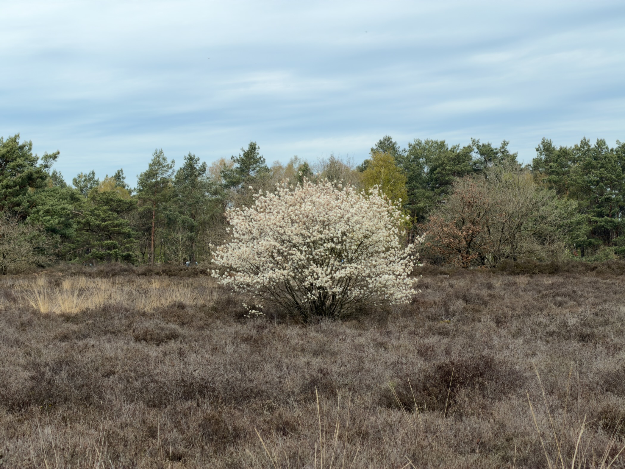 White blooming serviceberry bush standing alone on heathland