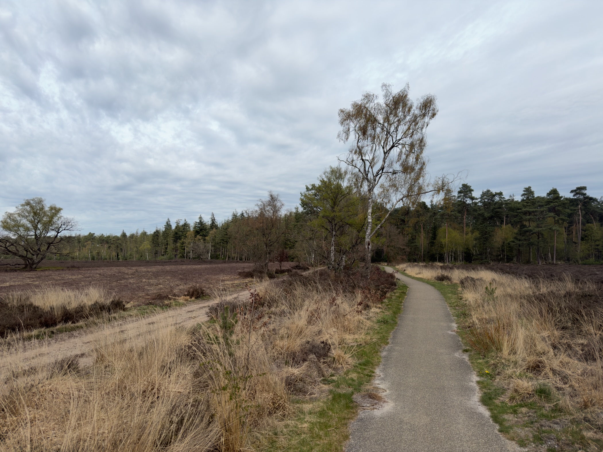Paved cycle path through heathland with a birch tree and pine forest
