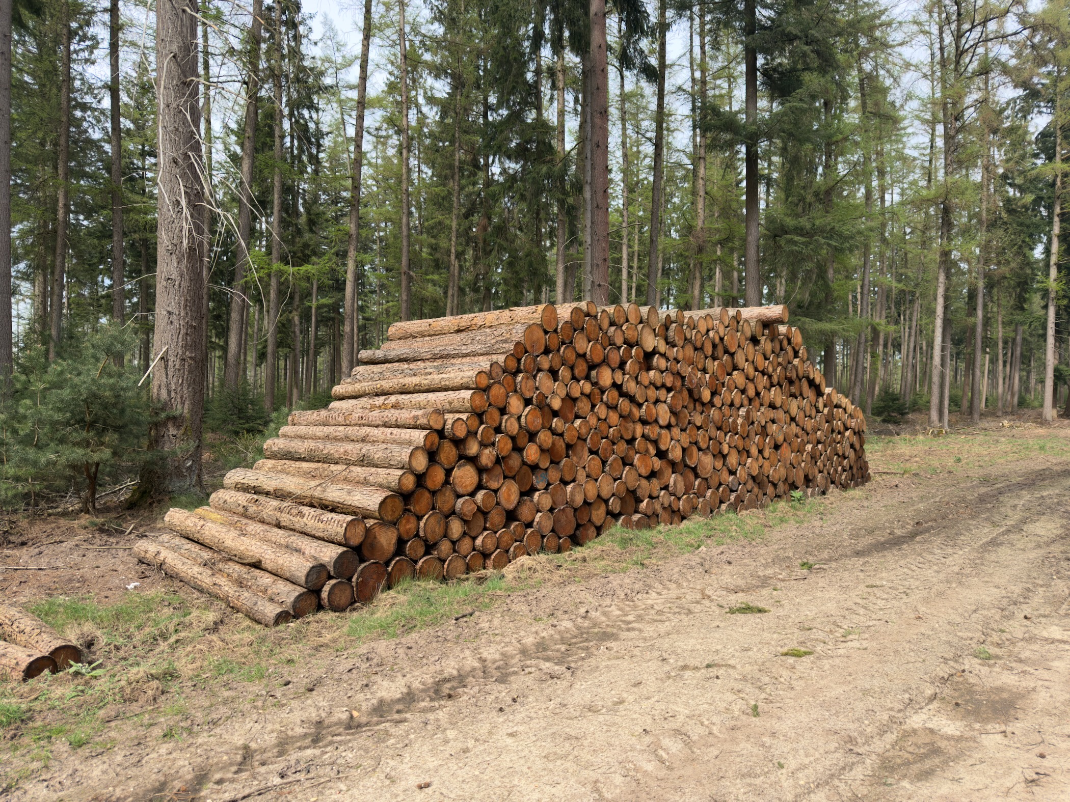 Large stack of freshly cut pine logs beside a forest road