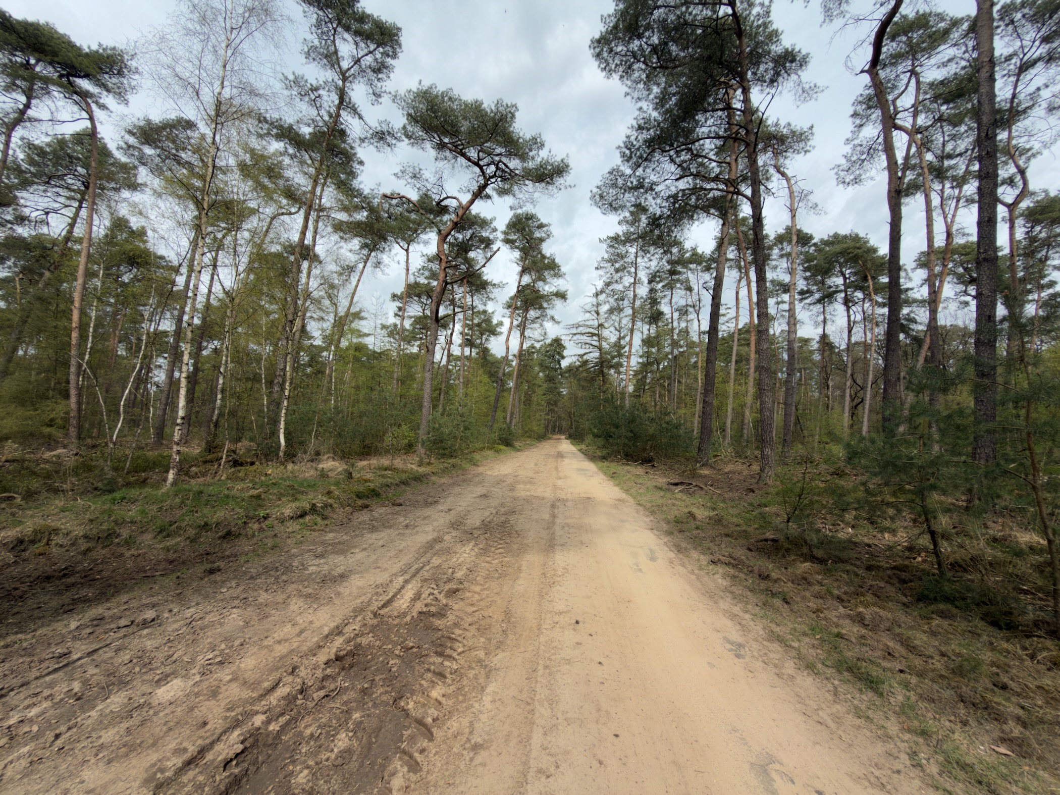 Wide sandy forest road through tall pine and birch woodland