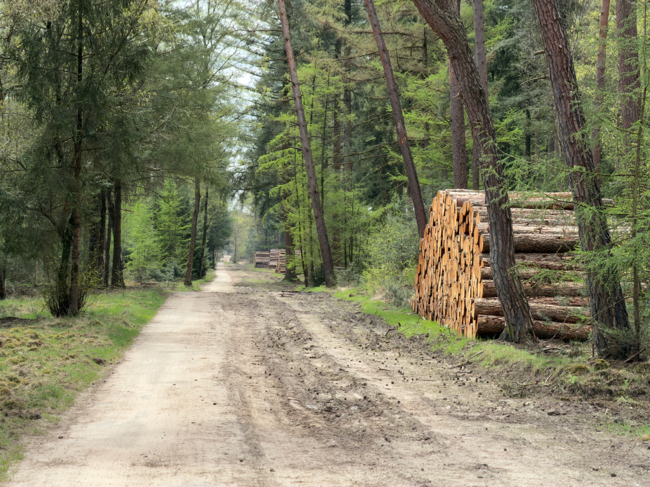 Forest lane with stacked logs beside tall pine and spruce trees