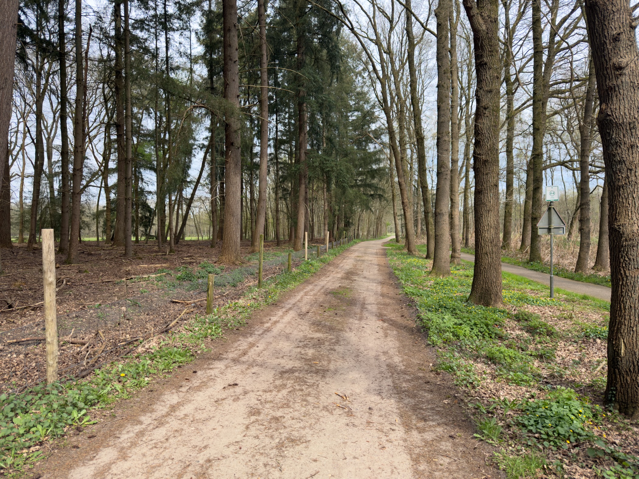 Tree-lined sandy lane with fence posts through Leuvenumse Bos