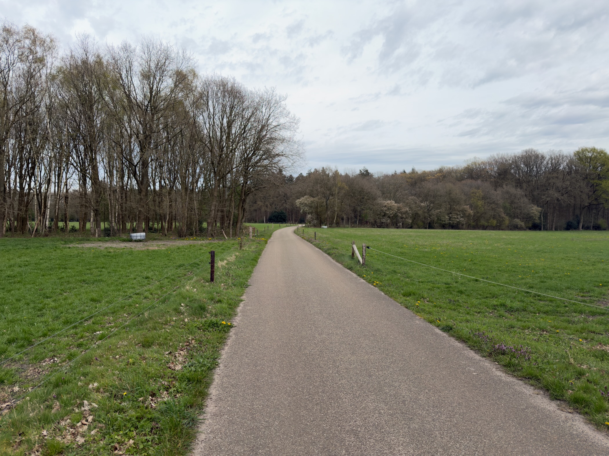 Paved lane between green pastures leading toward a cluster of bare trees