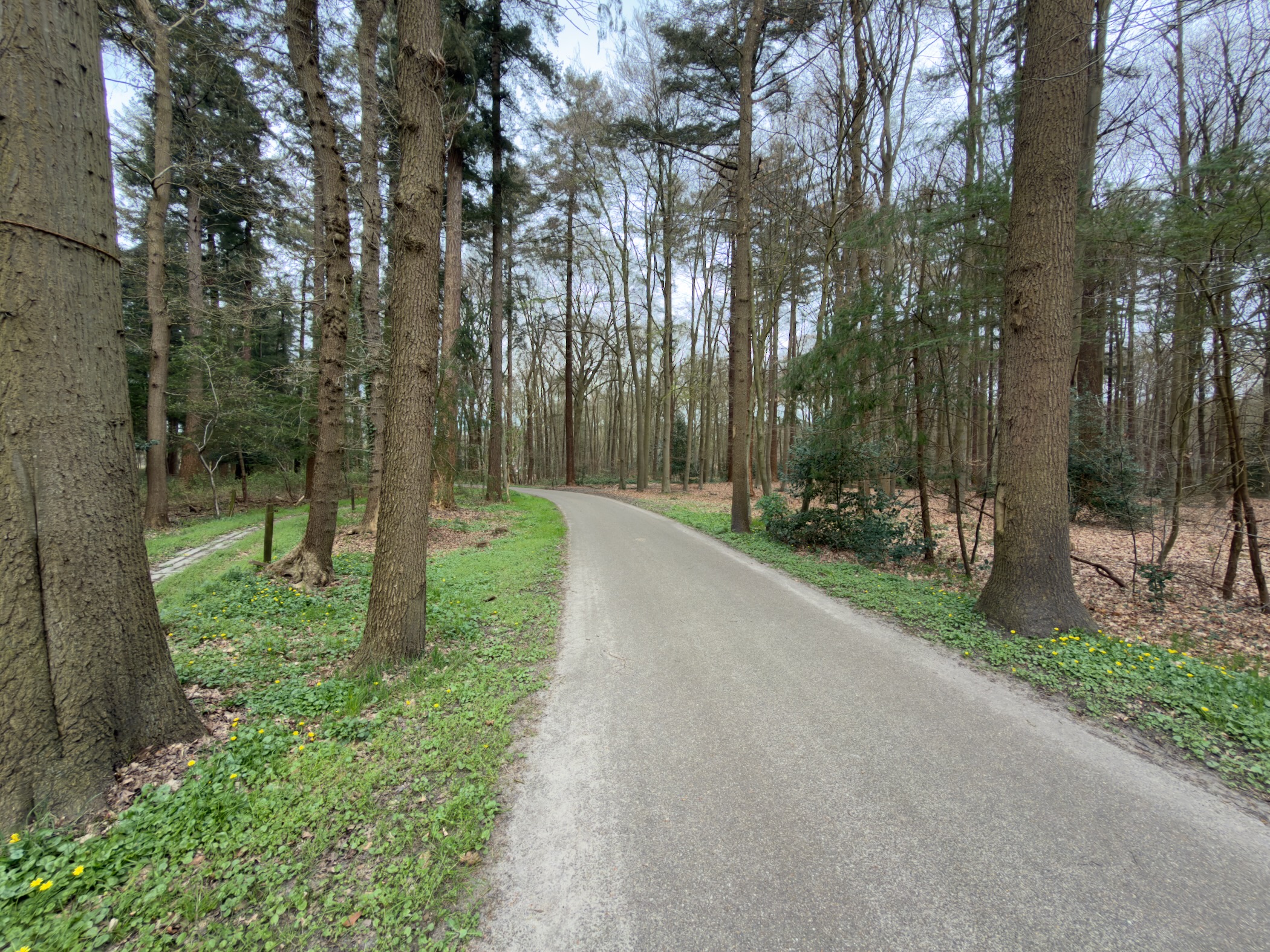 Paved road curving through mixed forest with green ground cover