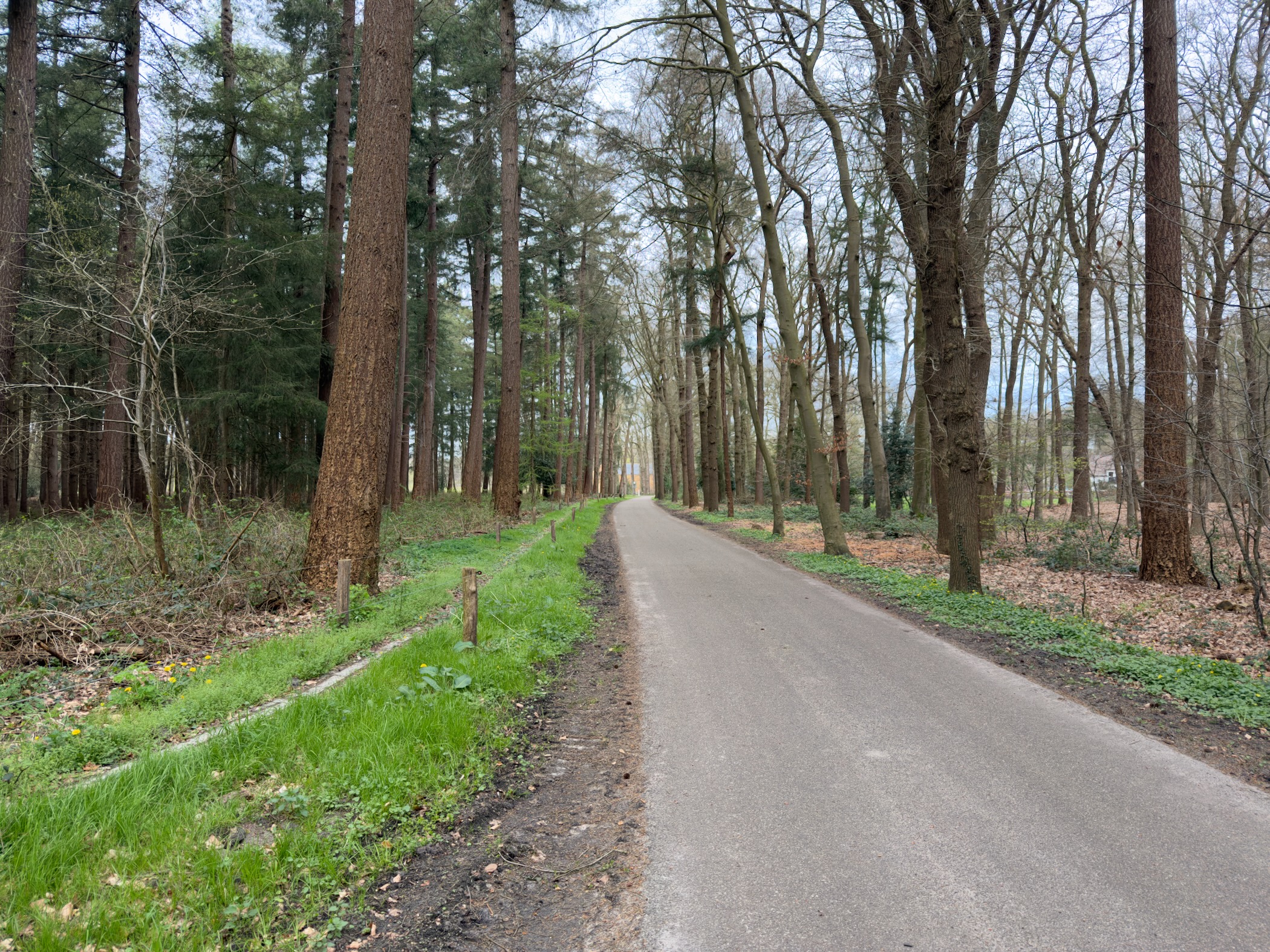 Tree-lined paved road through pine forest with green grass verges near Leuvenum