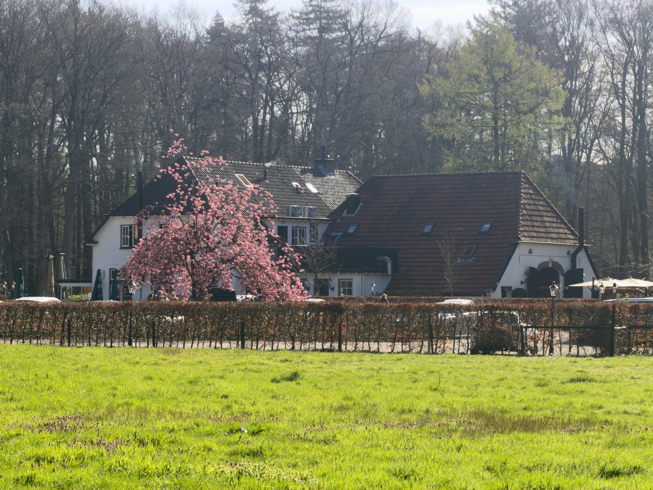 White farmhouse with a pink blooming cherry tree behind a beech hedge