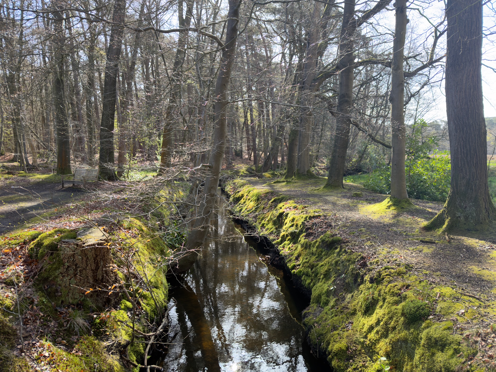 Moss-covered banks of a narrow brook flowing through deciduous forest