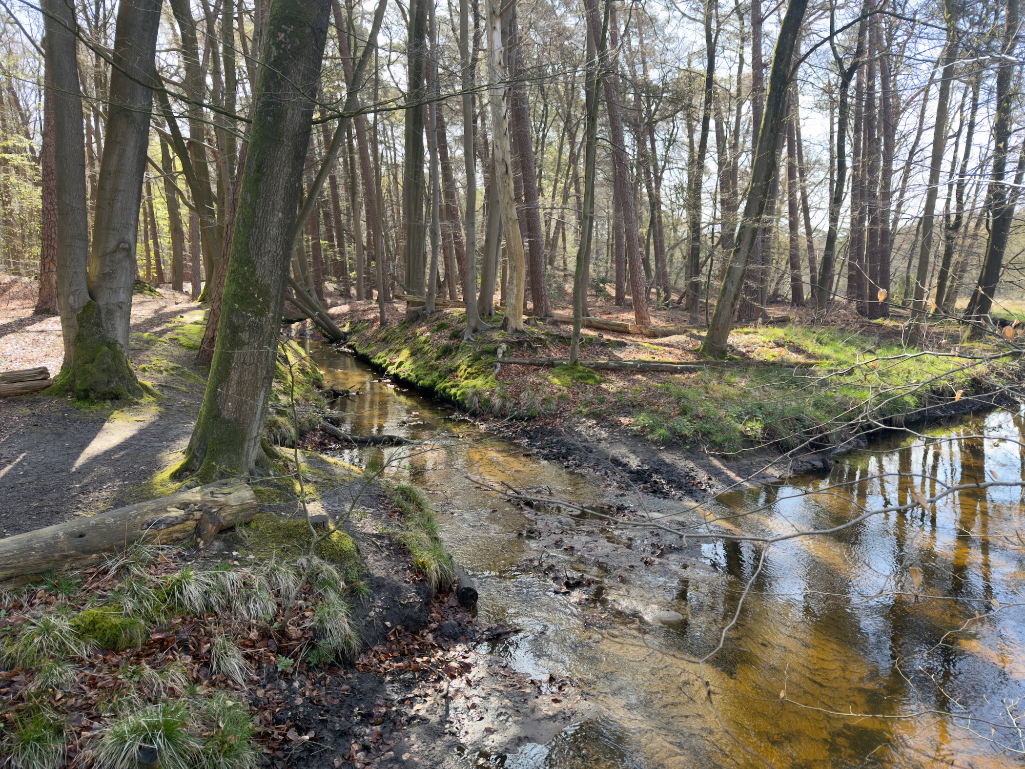 Shallow stream winding through sunlit woodland with mossy banks