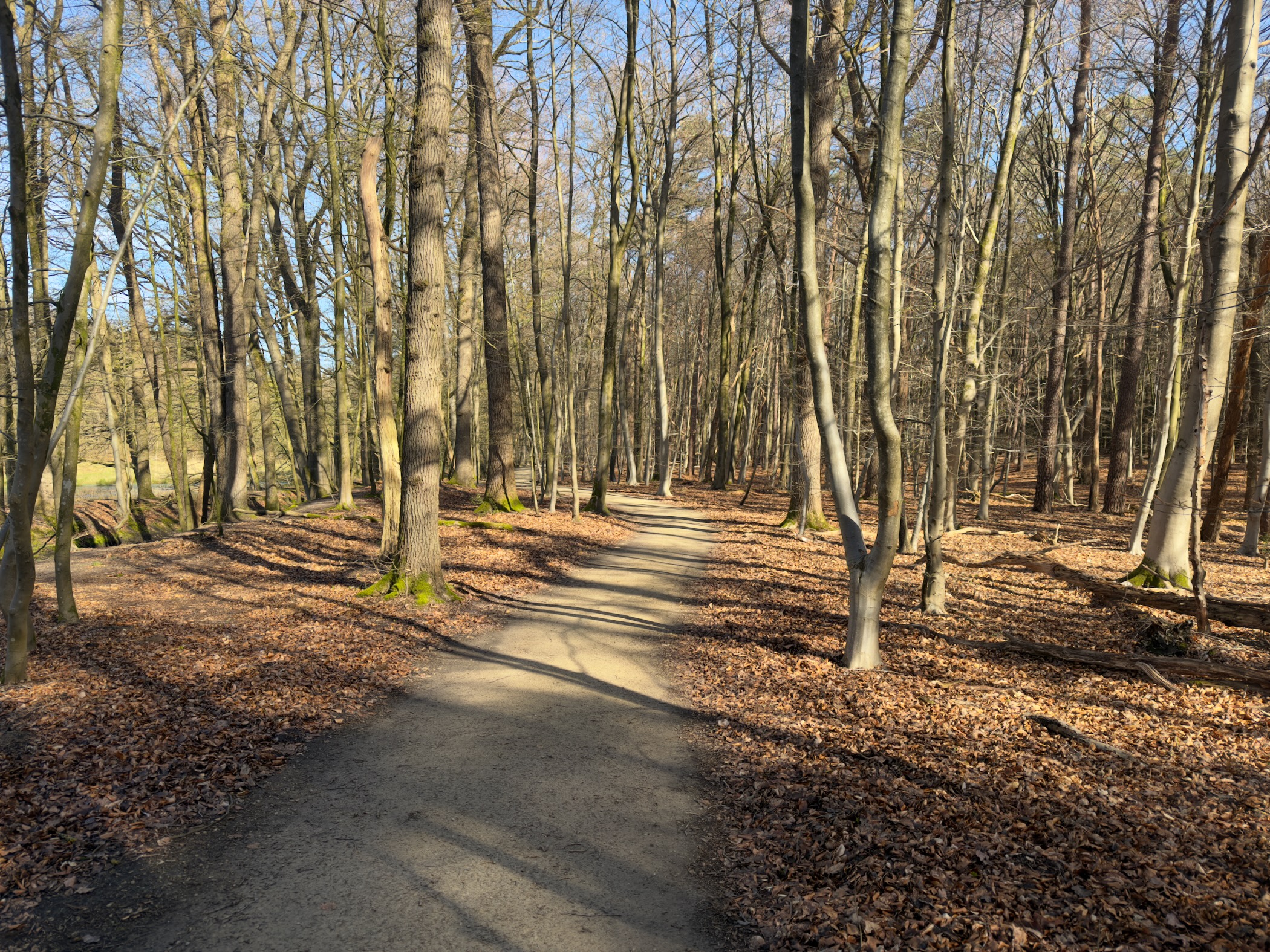 Paved path winding through a bare beech forest with dappled sunlight