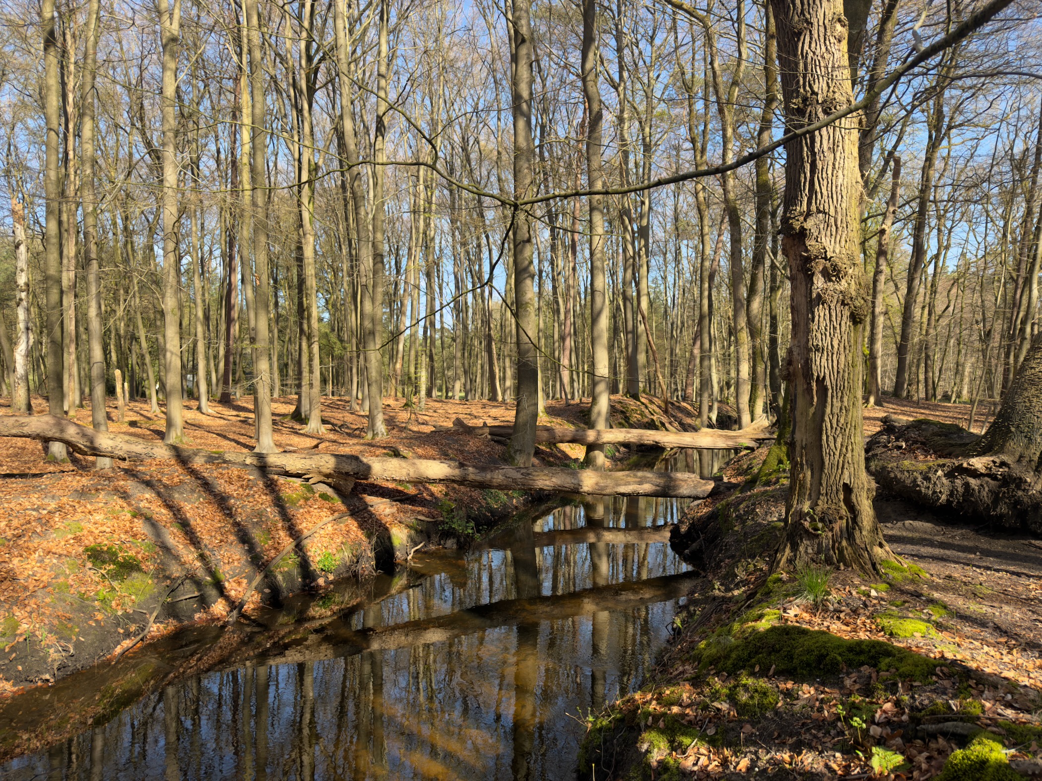 Stream reflecting bare trees in a sunlit deciduous forest