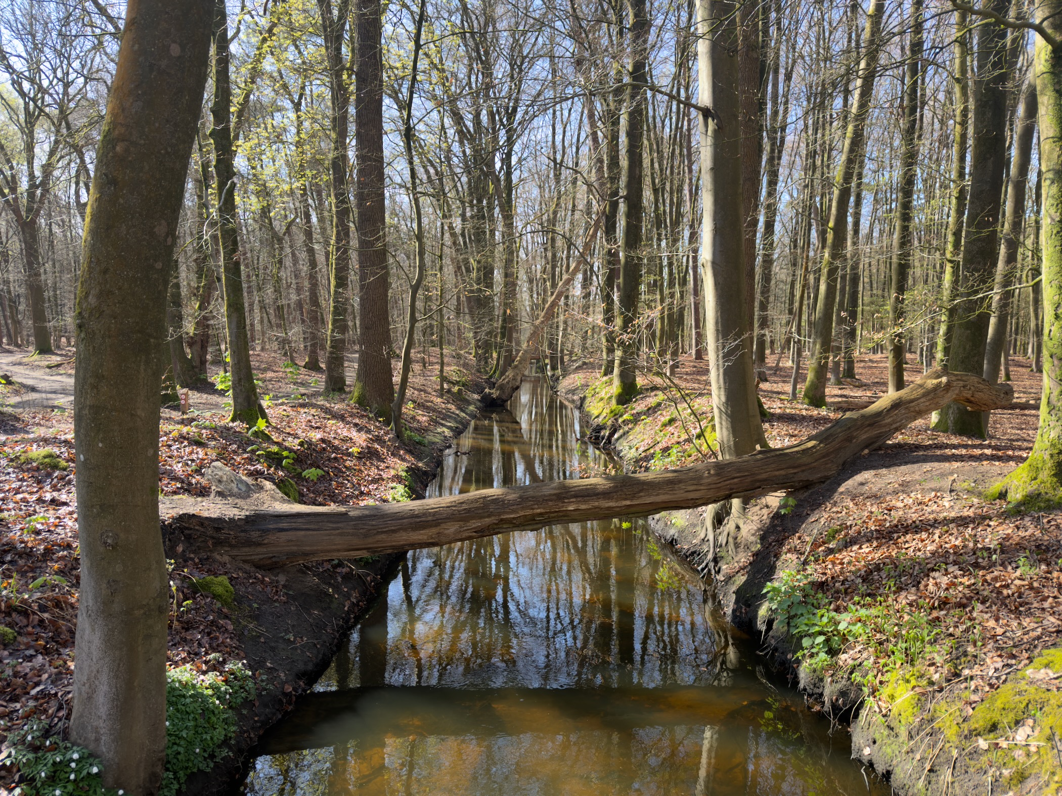 Fallen tree trunk spanning across a calm brook in the forest