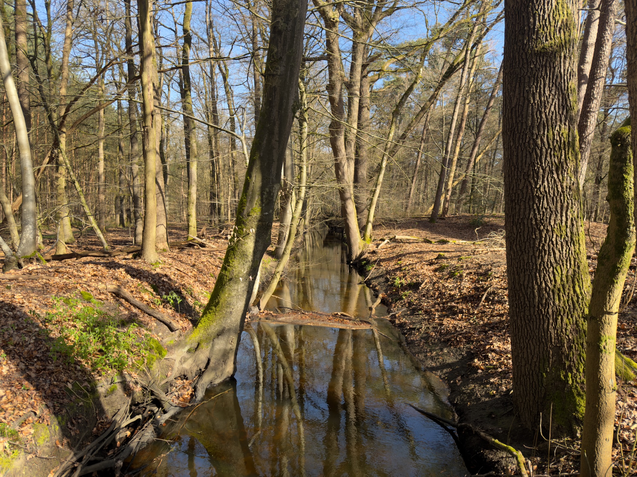 Narrow stream flowing between tall tree trunks in a woodland