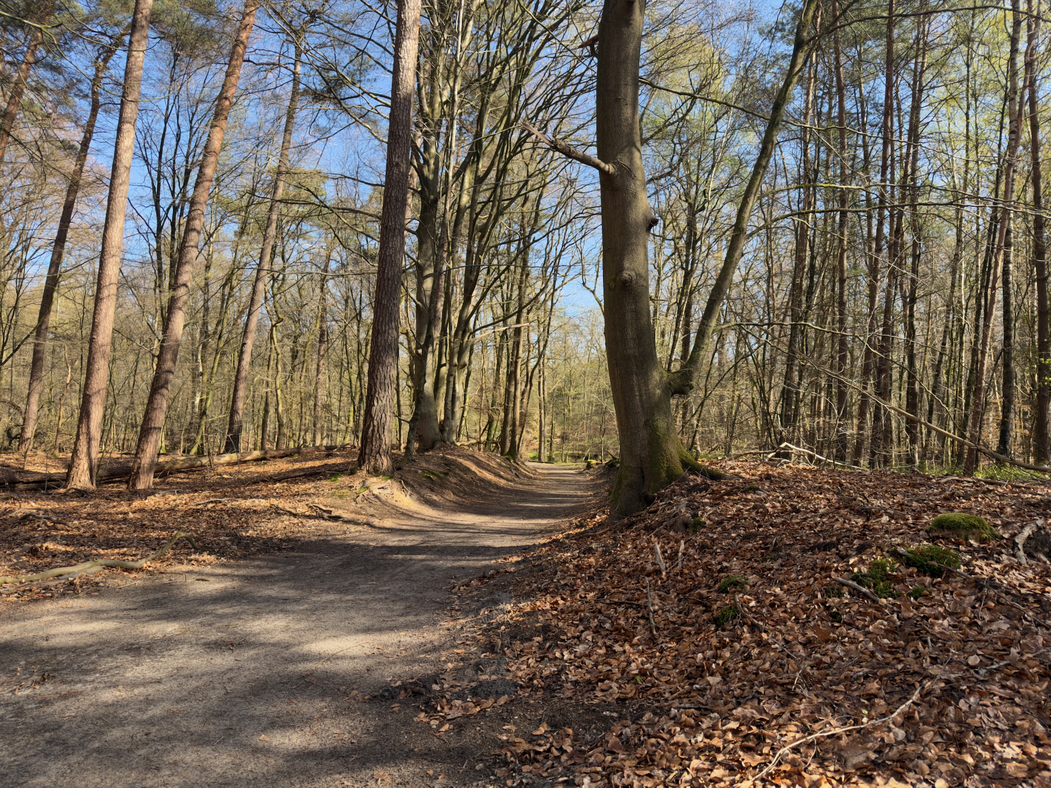 Sandy path curving through a bare beech forest on a sunny day