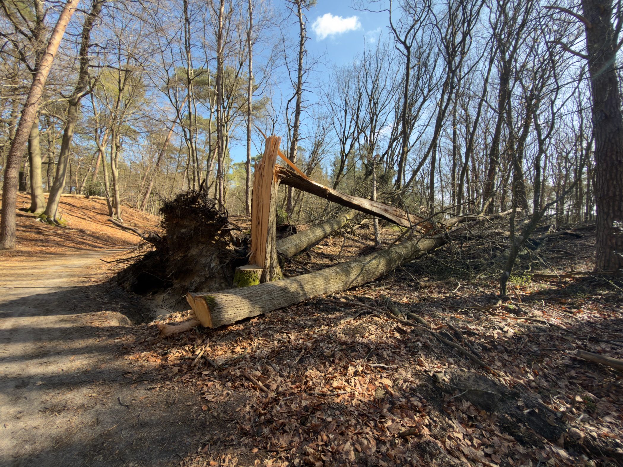 Large uprooted tree fallen across a forest path with exposed roots