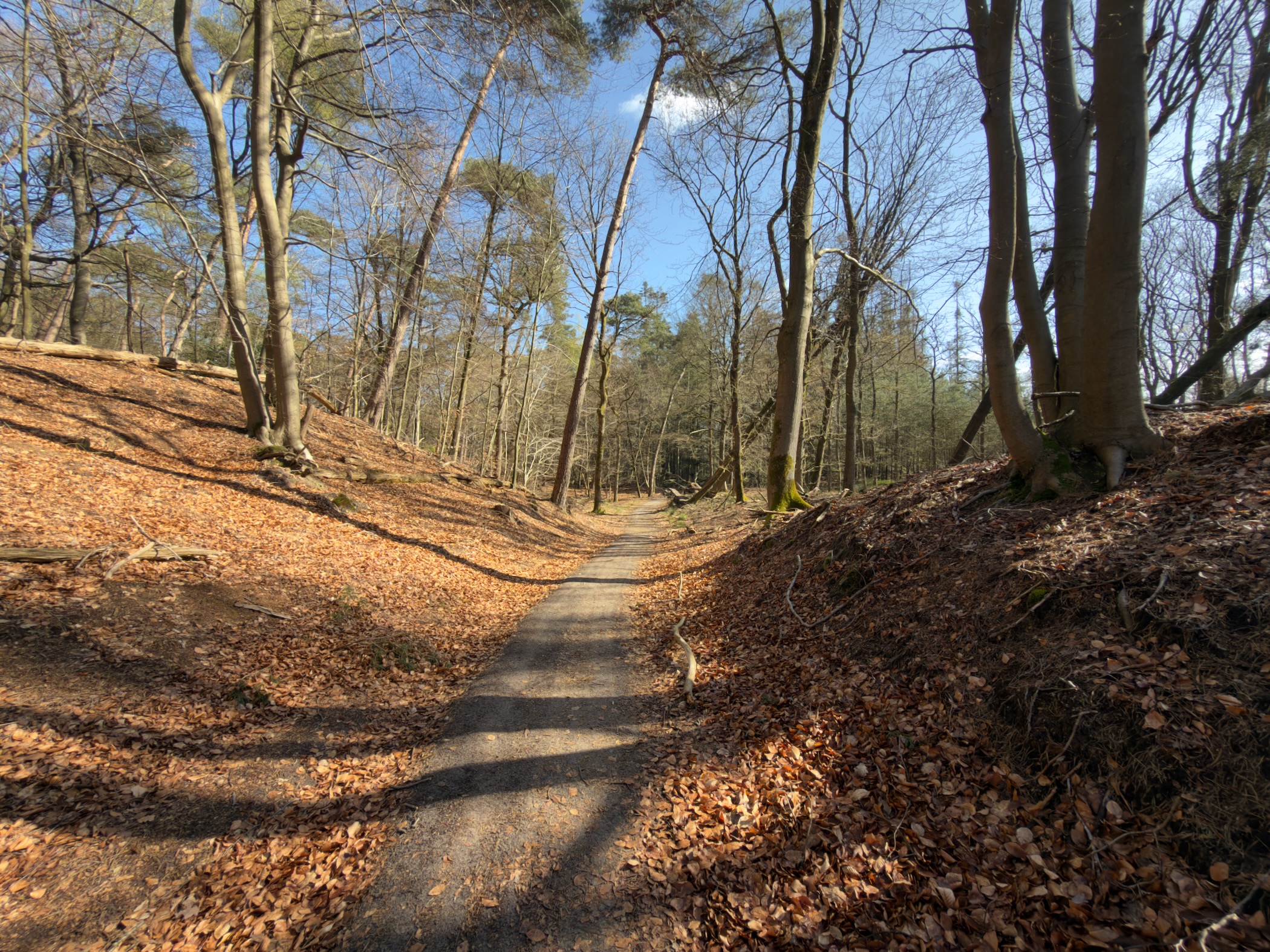 Narrow path through a deep sunken lane between forested slopes