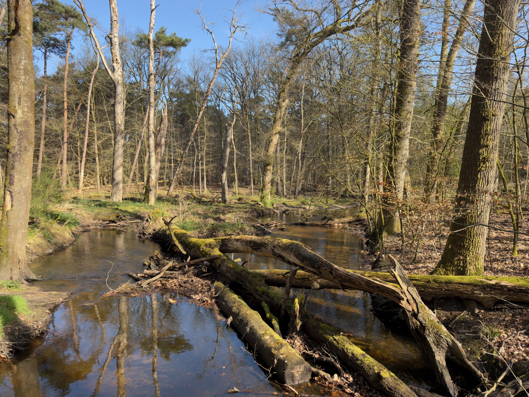 Fallen trees and branches in a flooded marshy area in the forest
