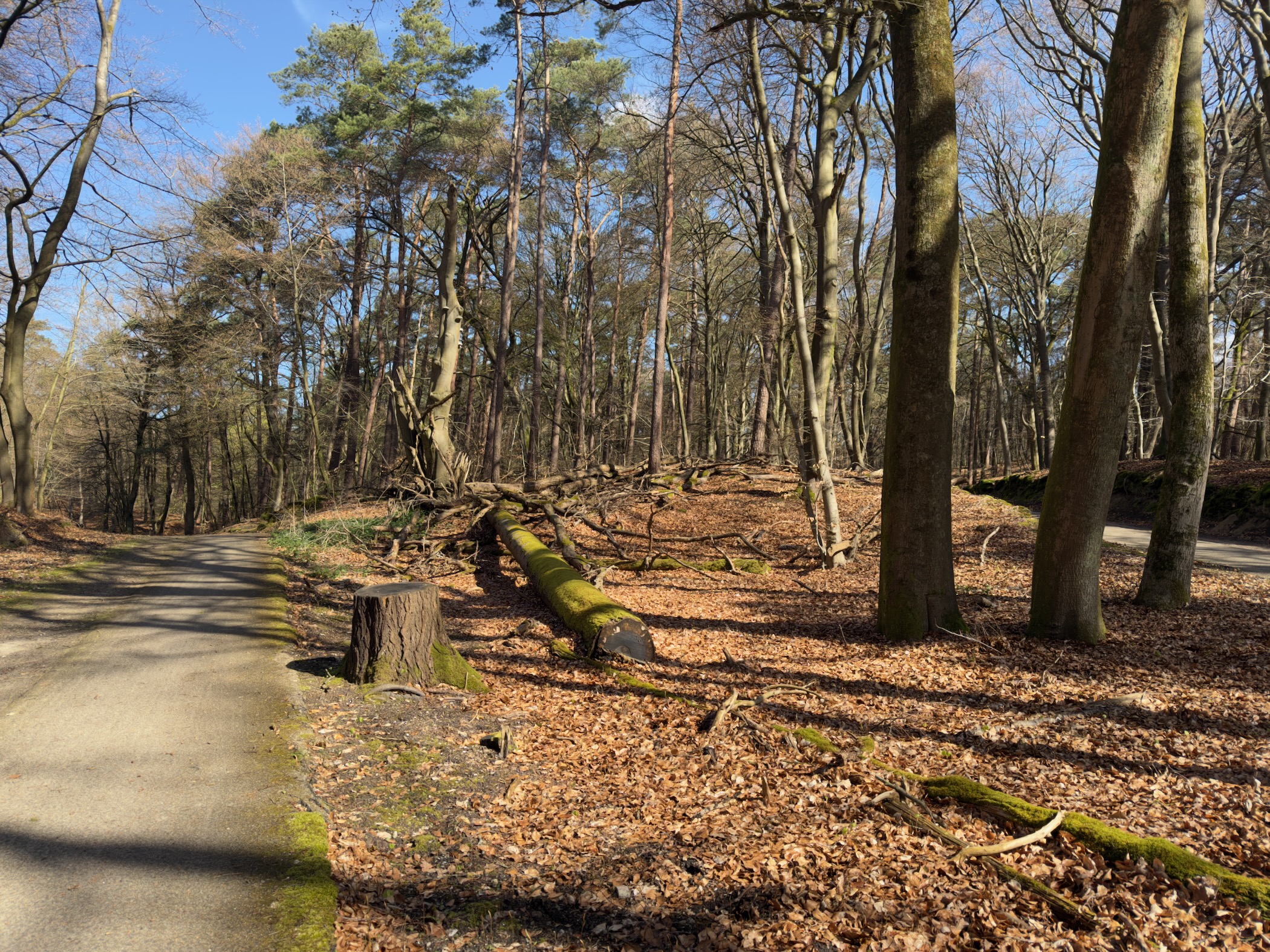 Mossy log bench beside a paved path through sunlit woodland