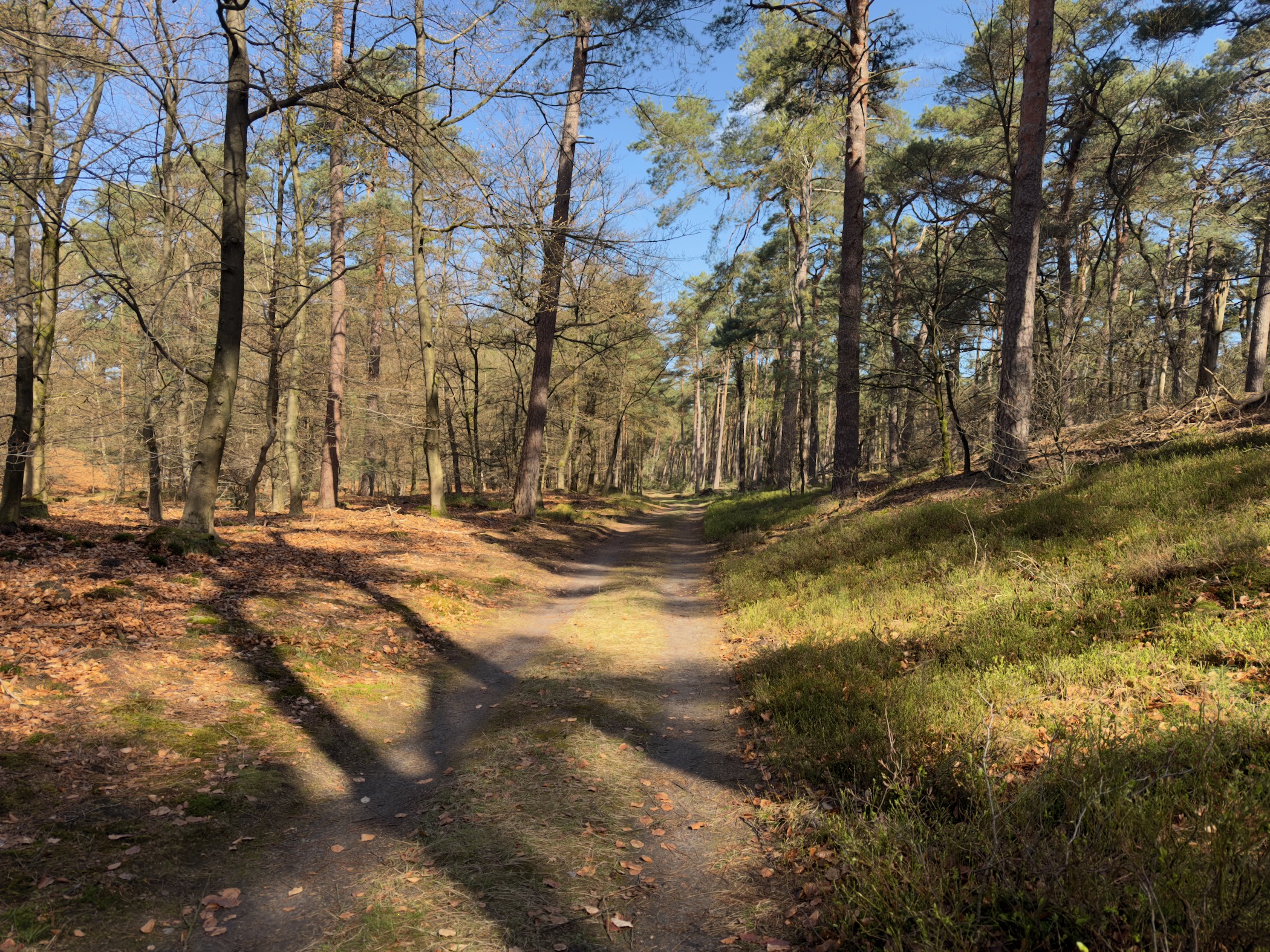 Sandy trail forking through open pine forest with mossy ground