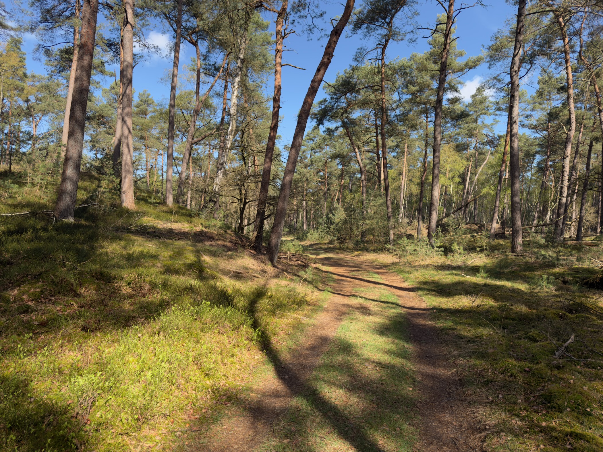 Winding path through sunlit pine forest with green mossy undergrowth