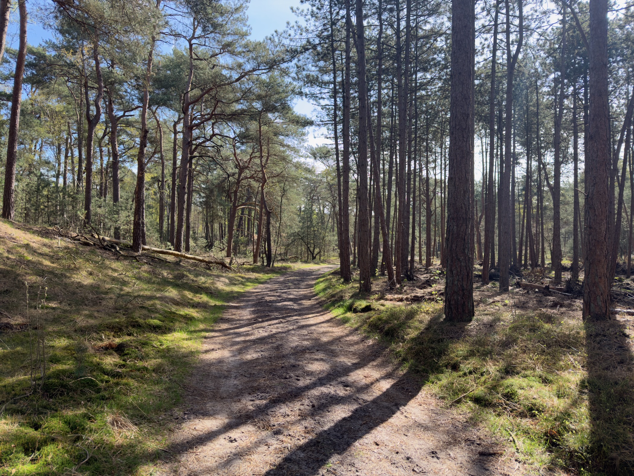 Sandy trail through pine woodland with dappled sunlight