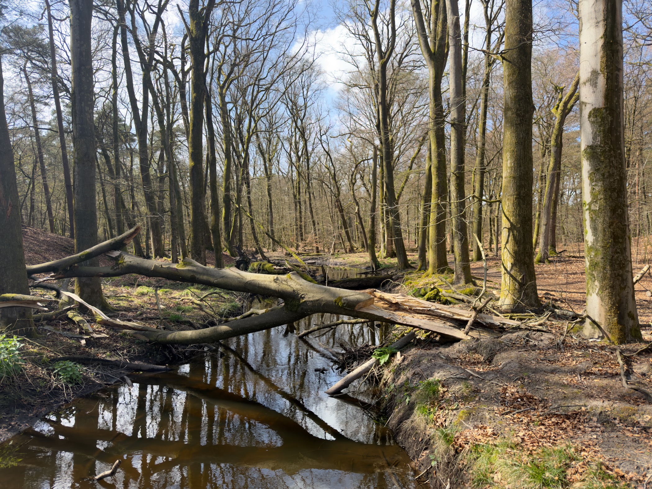 Large fallen tree over a stream in a bare deciduous forest