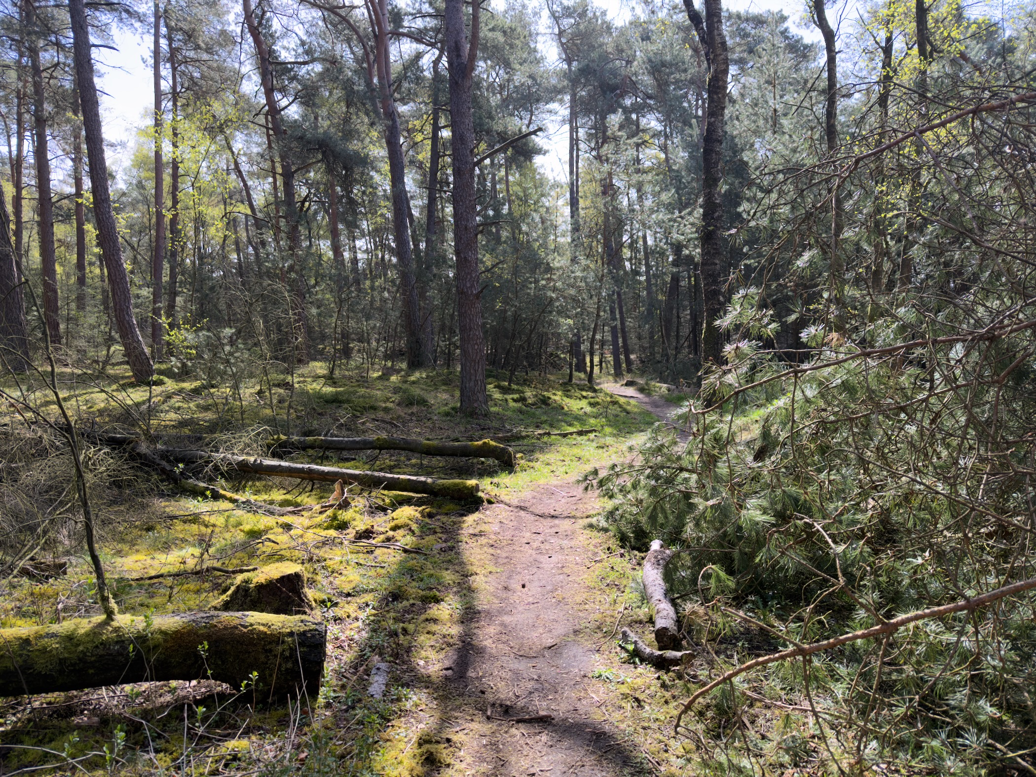 Narrow trail past moss-covered fallen logs in a pine forest