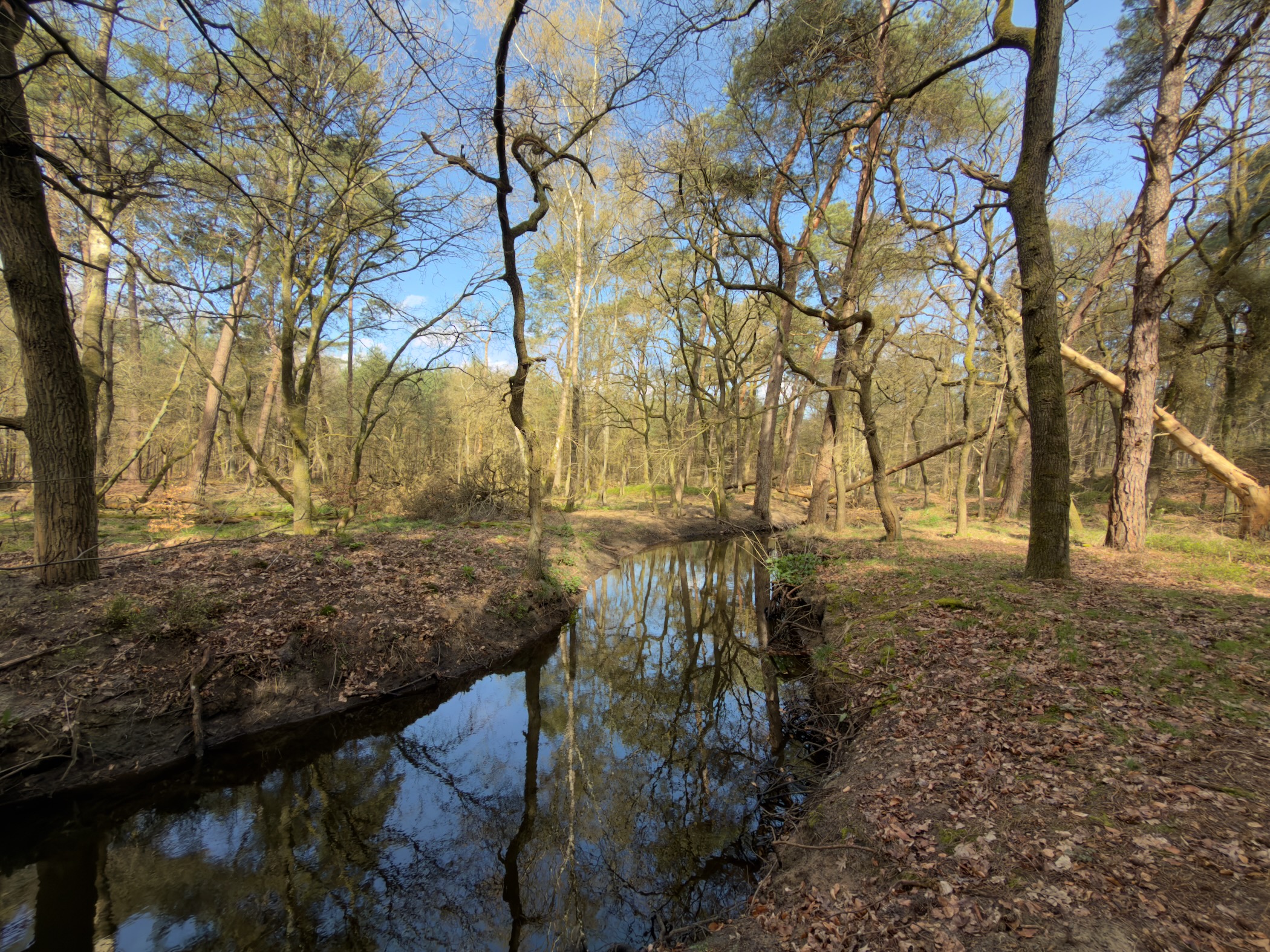 Calm bend in a brook reflecting budding trees under a blue sky