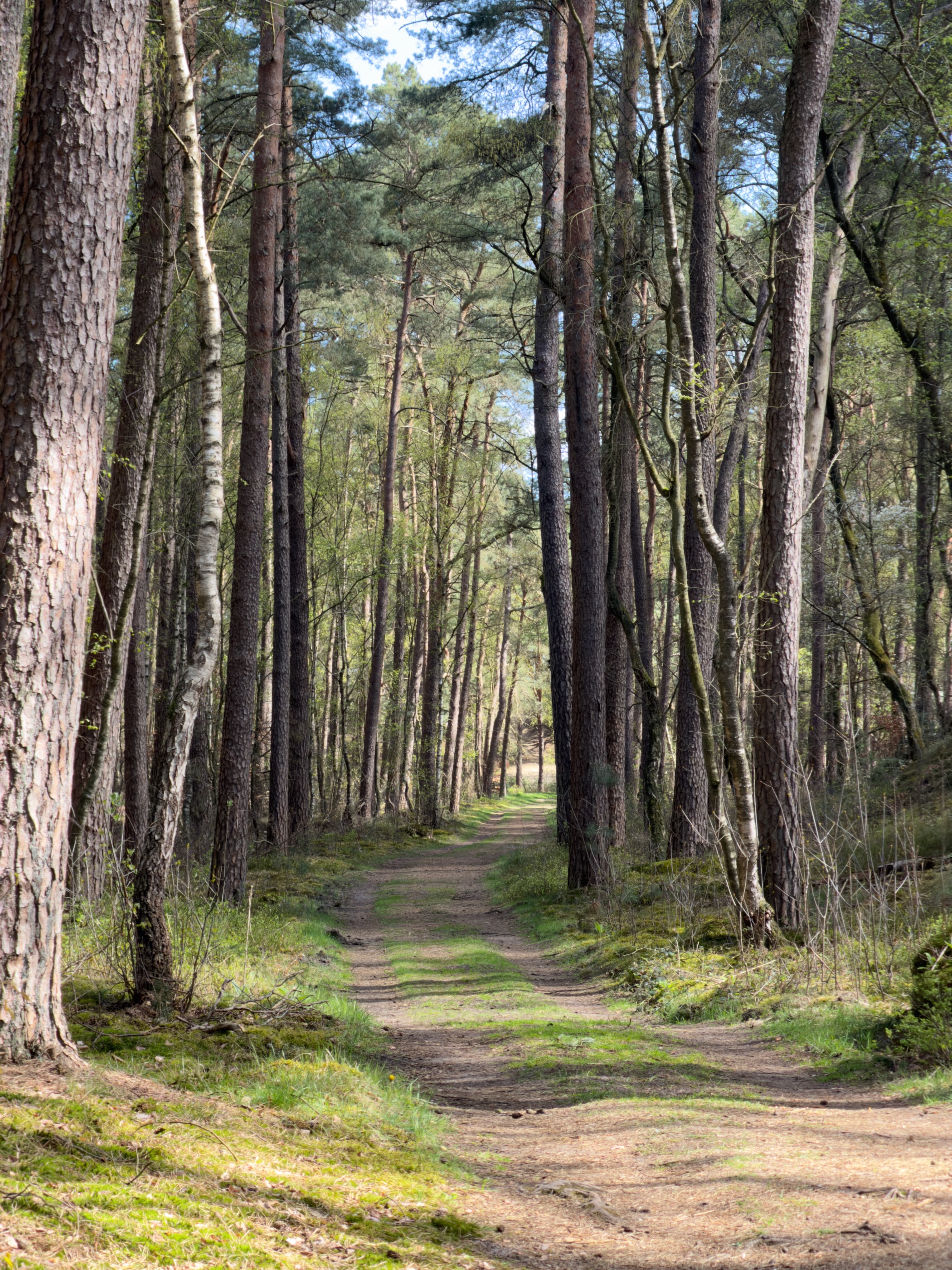 Straight narrow path through tall birch and pine trees