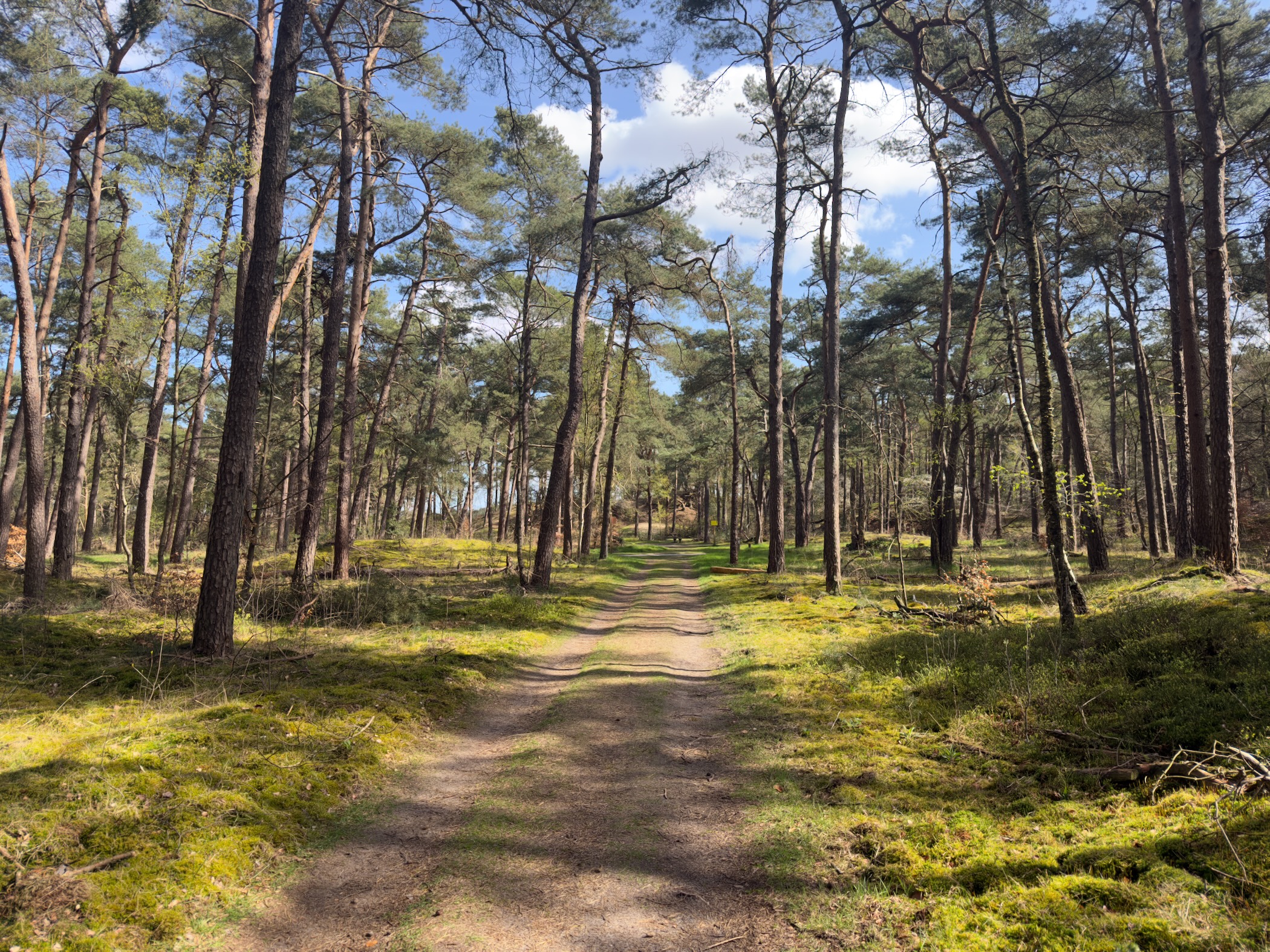 Wide sandy path through open pine forest with mossy heather ground