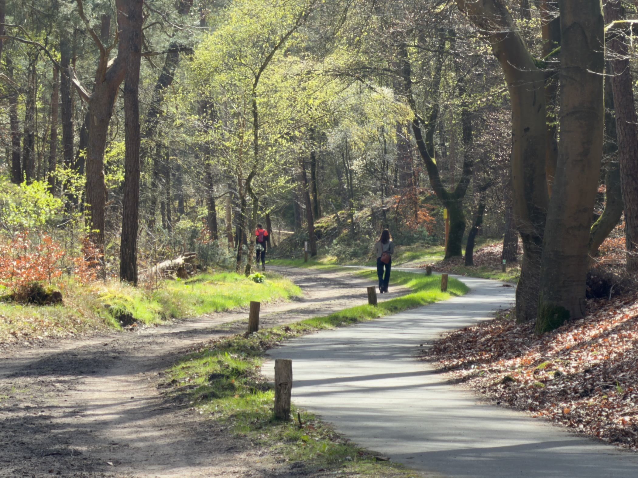 Two walkers on a paved forest path with a cyclist approaching