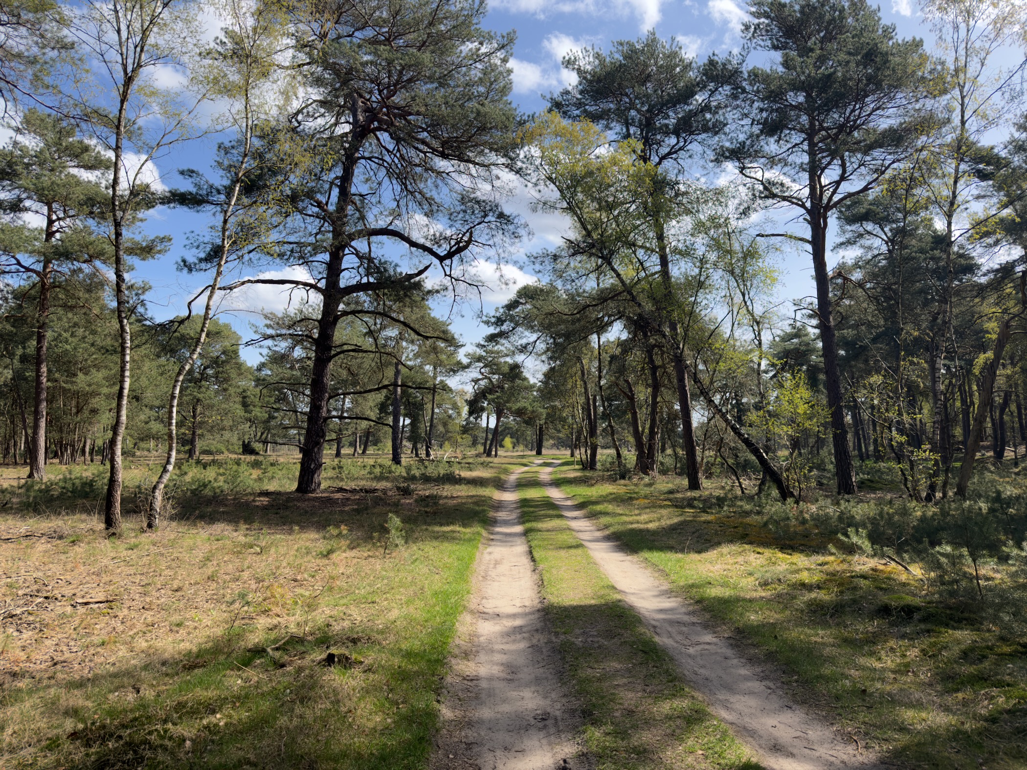 Double-track path through open pine woodland with heather undergrowth