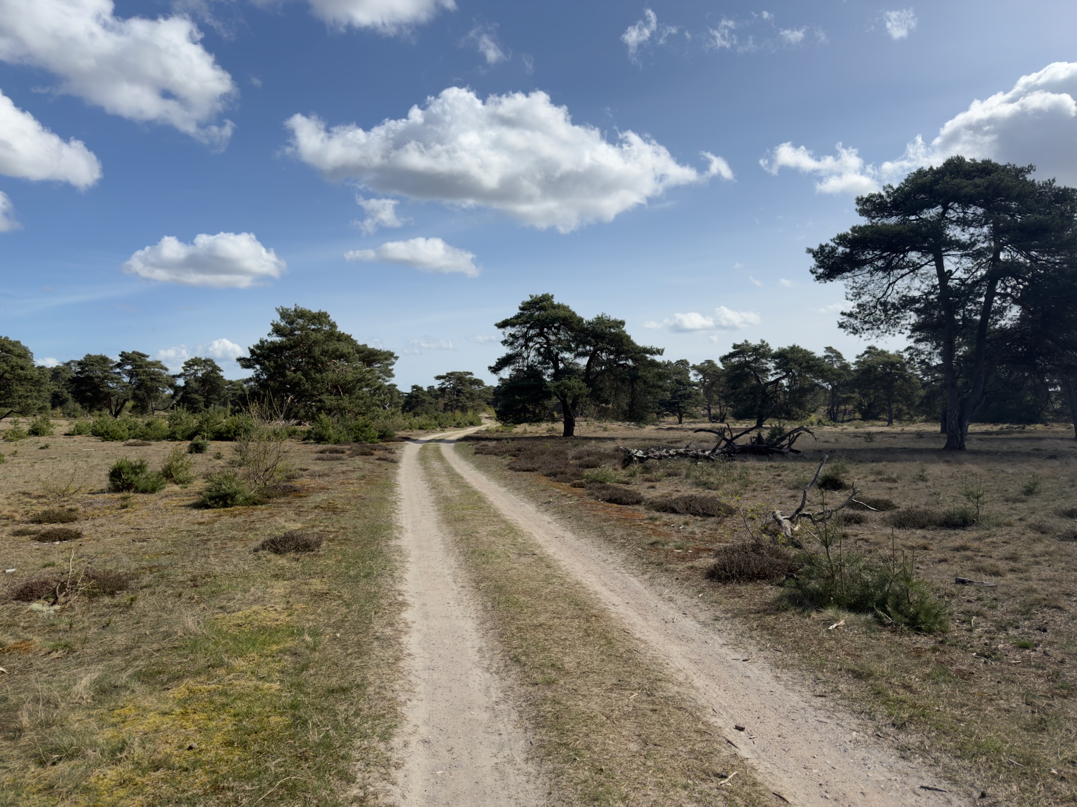 Sandy track across open heathland with scattered pines under a blue sky