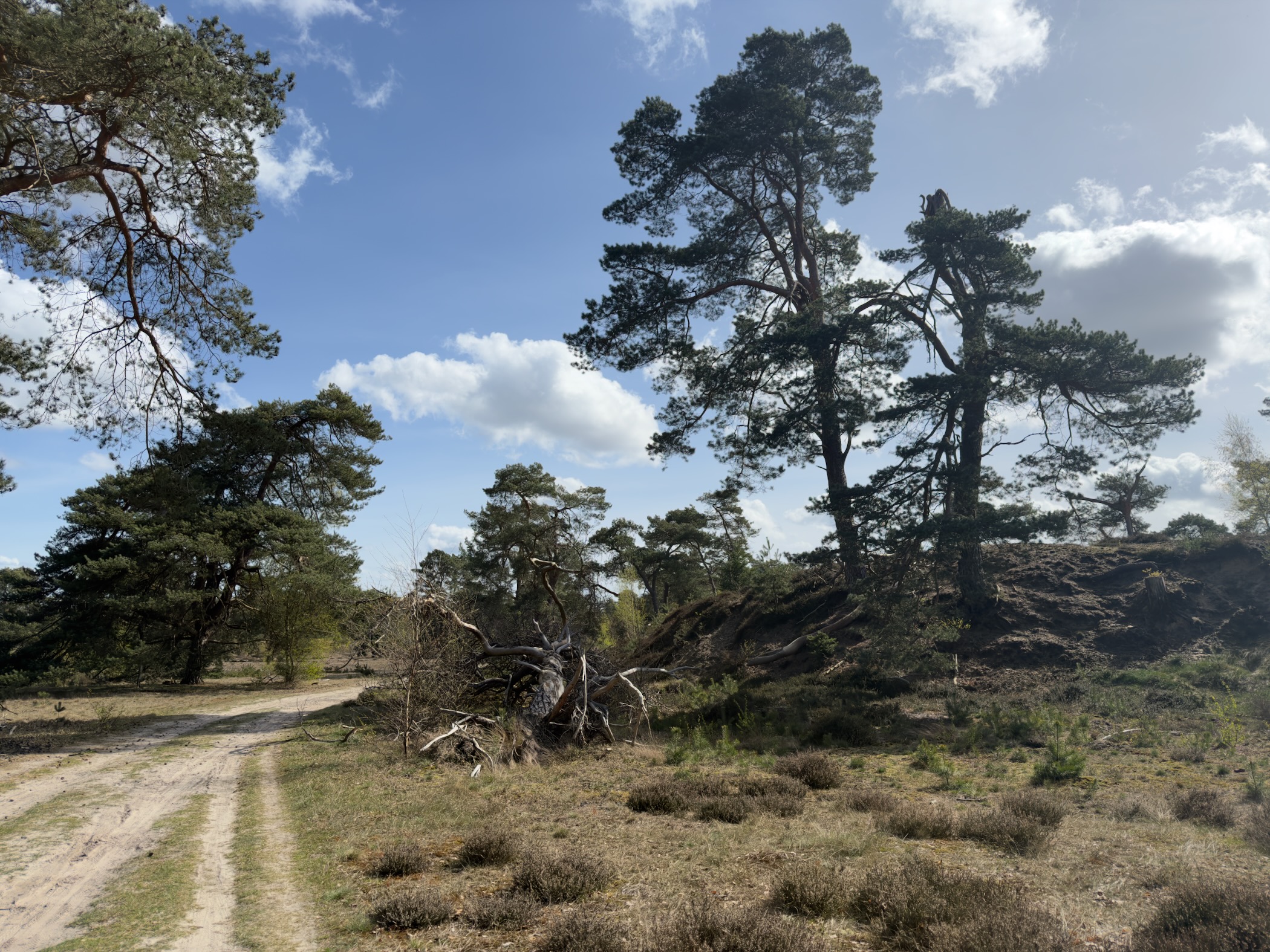 Sandy track beside tall windswept pines on Staverdense Heide