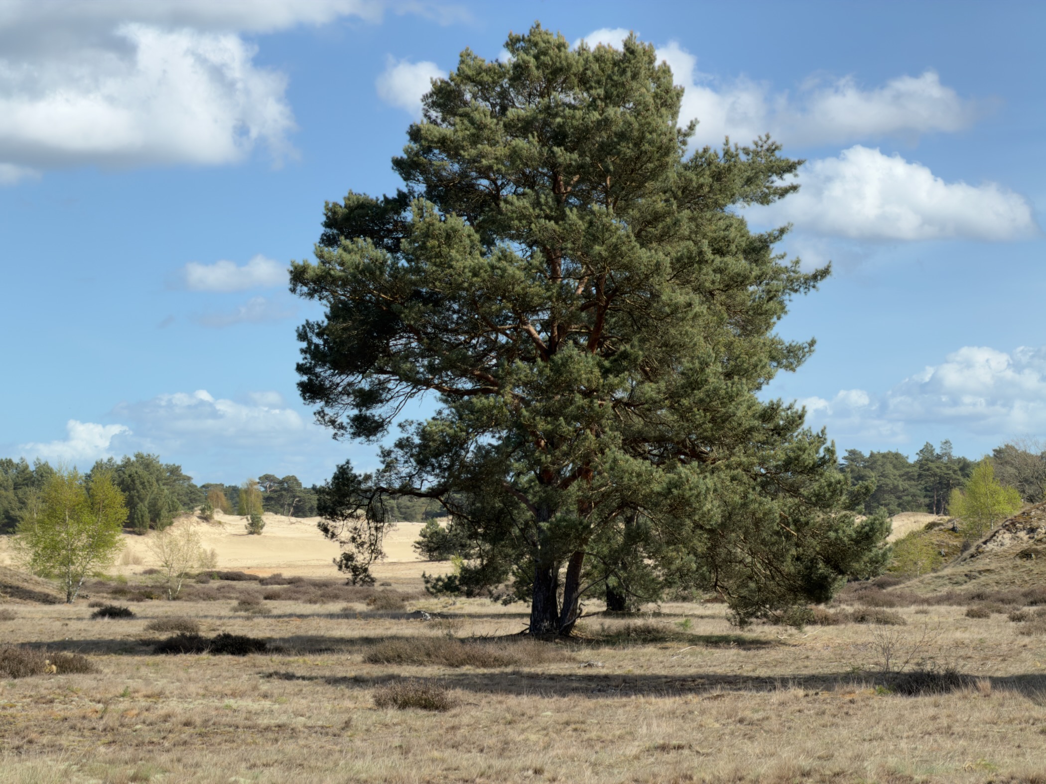 Large solitary Scots pine on heathland with sand dunes in the background