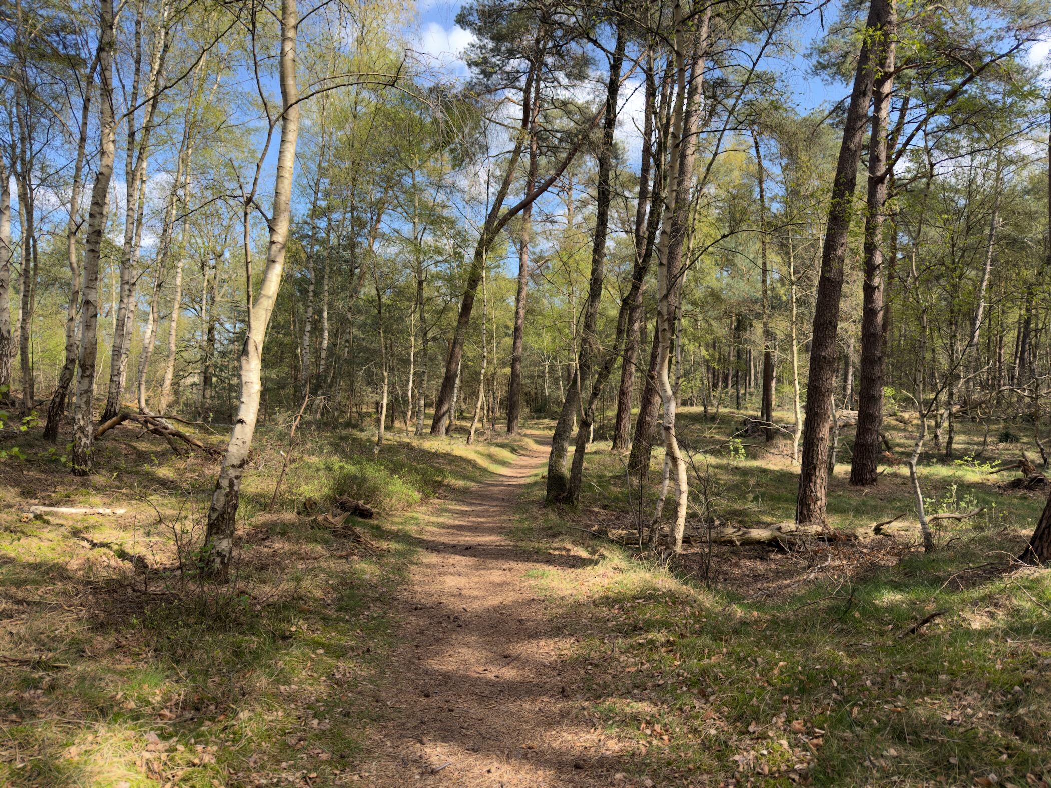 Winding trail through birch and pine woodland with fresh green leaves