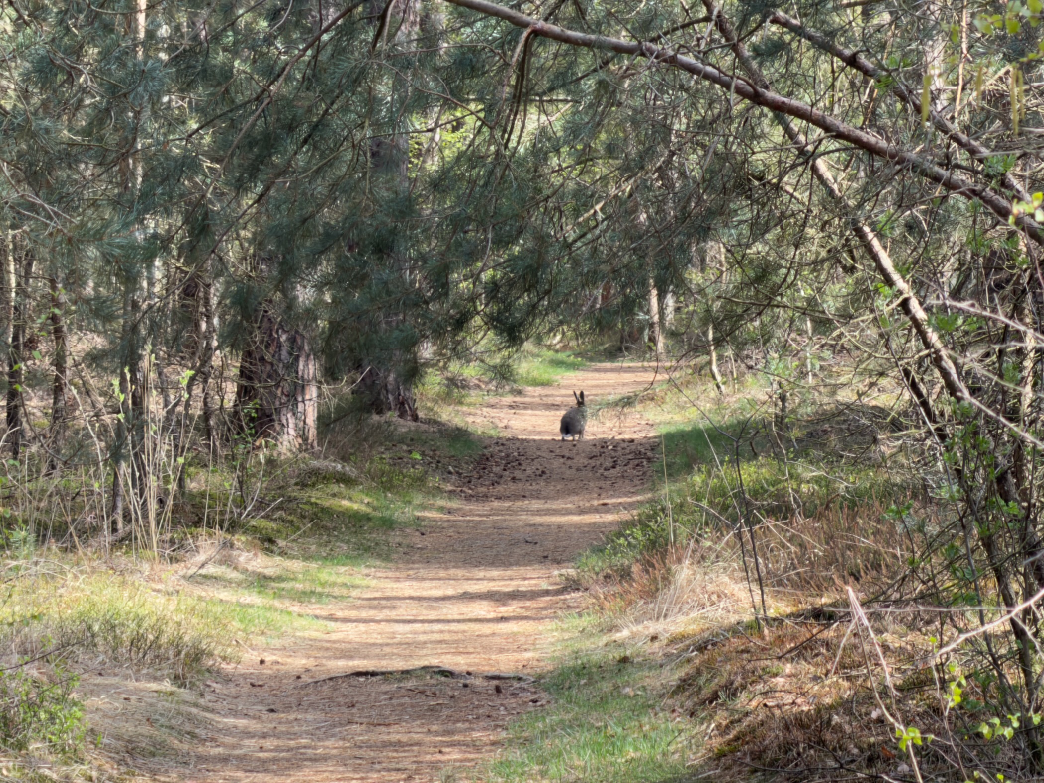 Sandy trail through pine forest with a hare sitting on the path