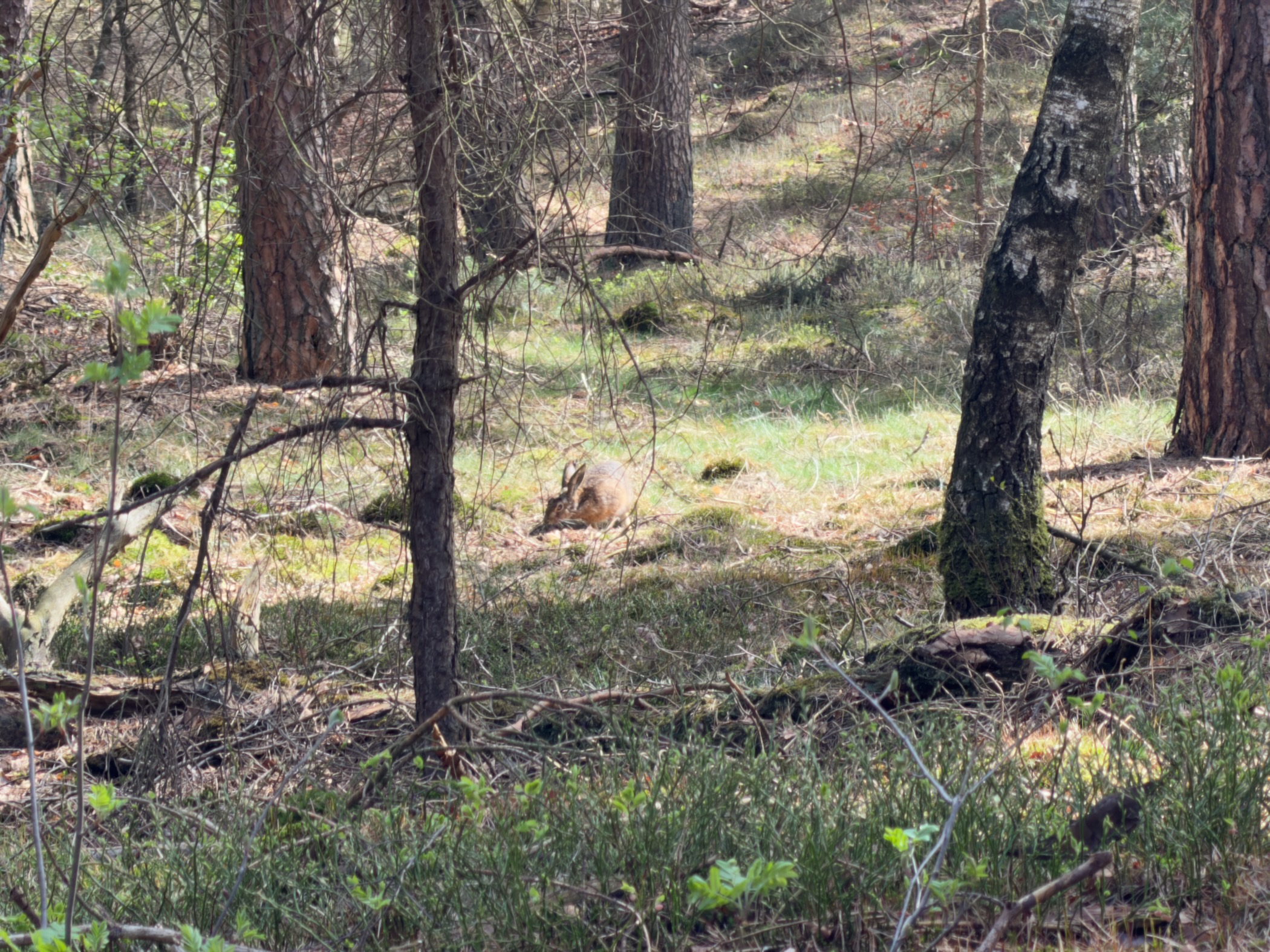 Deer resting in a grassy clearing among pine and birch trees