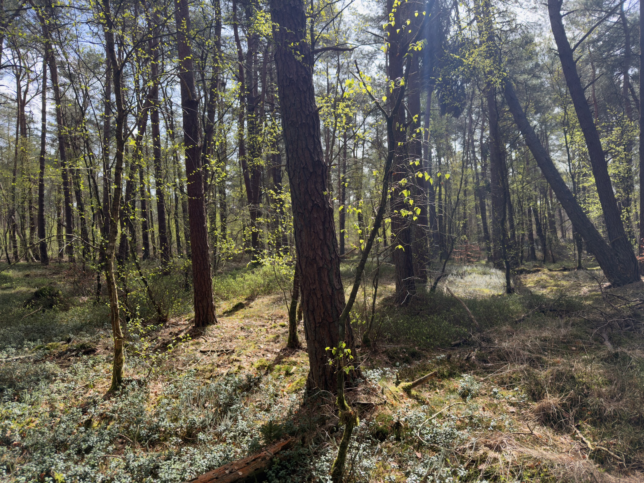 Sunlit mixed forest with fresh spring leaves and mossy ground