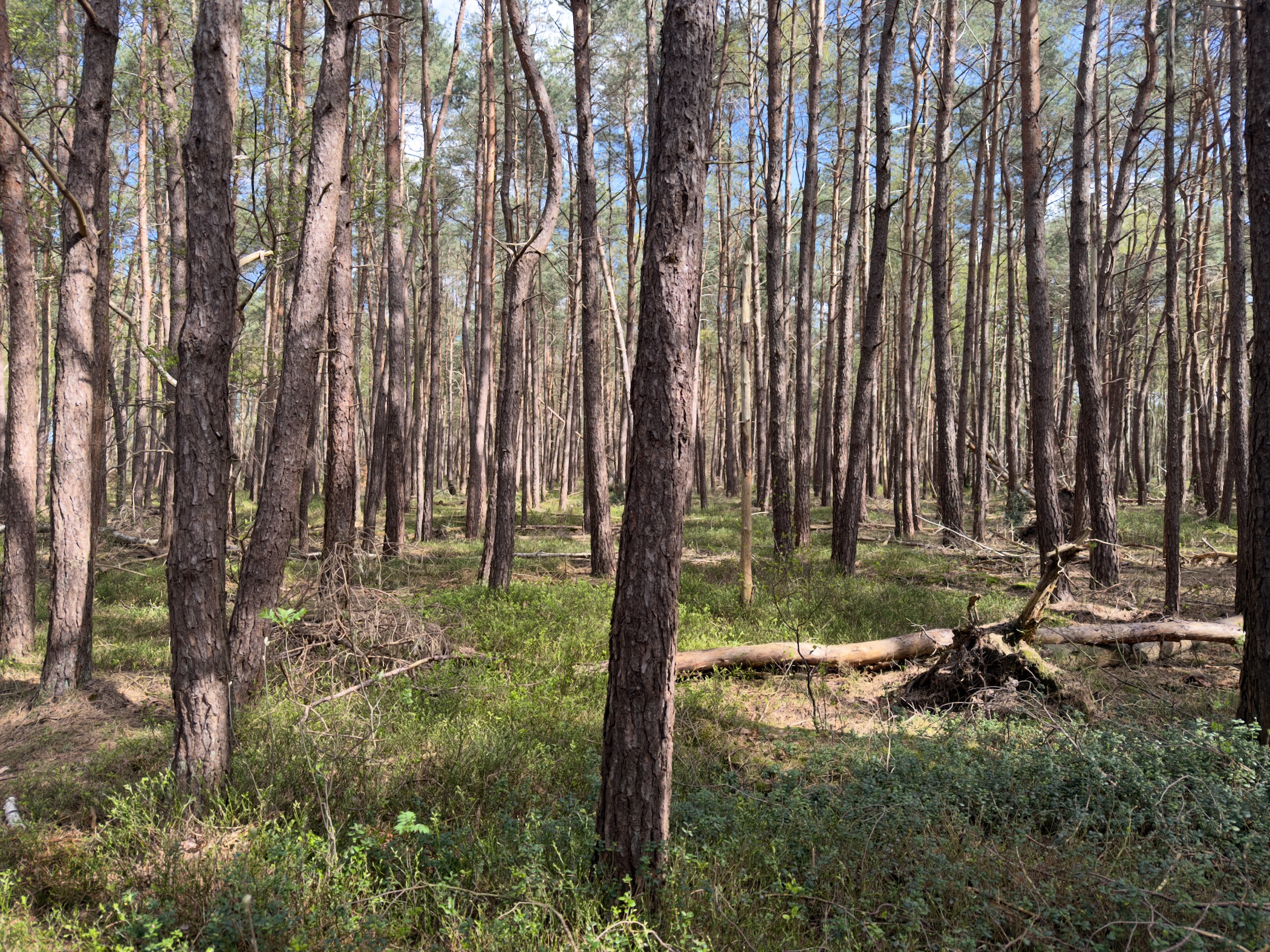 Dense stand of tall pine trees with green bilberry undergrowth