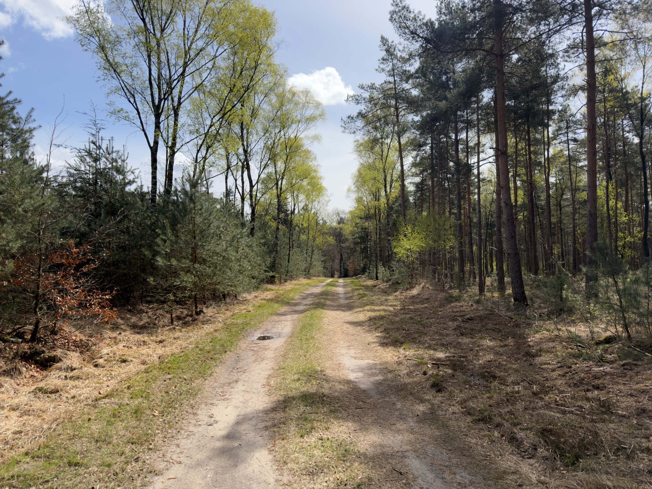 Double-track forest road through mixed pine and deciduous woodland