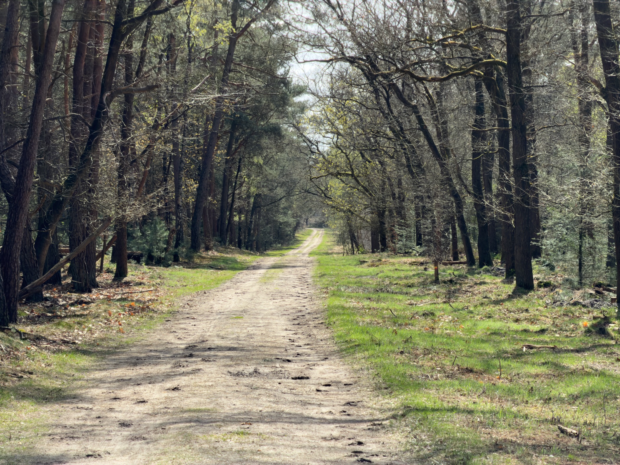 Long straight forest lane through mixed woodland with green grass verges