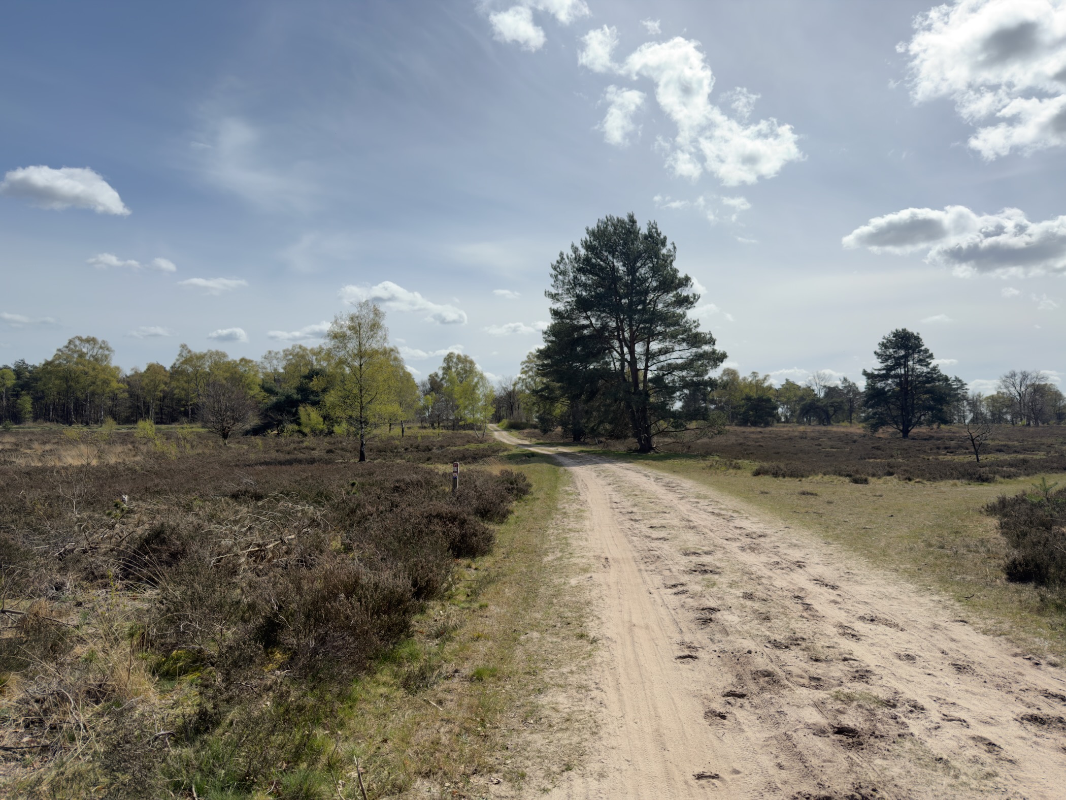 Sandy track through open heathland with scattered pines under white clouds