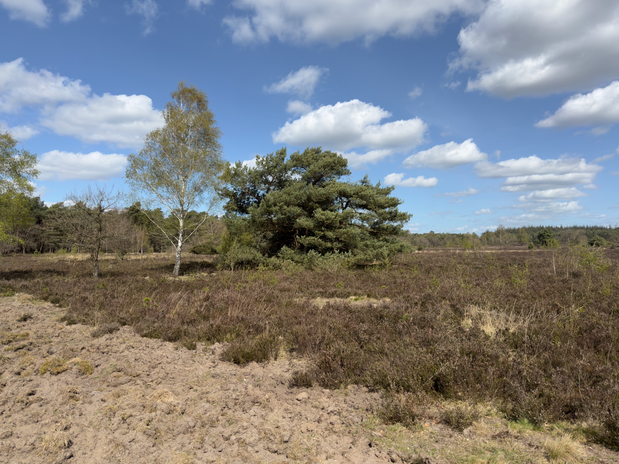 Birch tree and pine on open heathland under a blue sky with white clouds