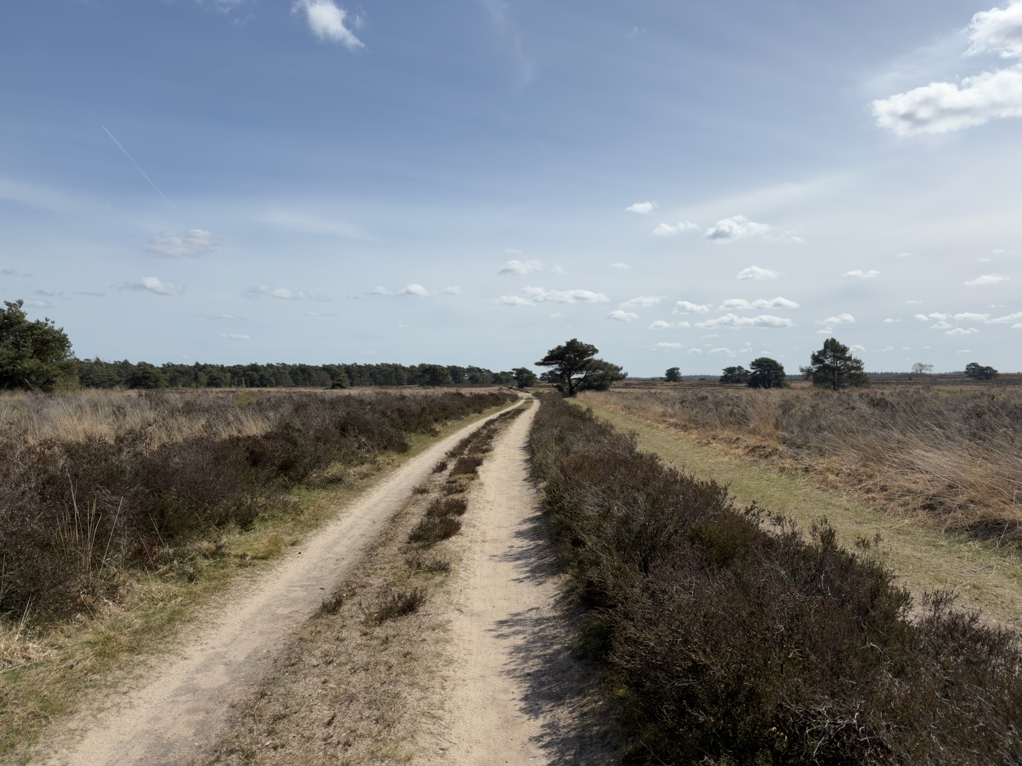Double-track sandy path leading across vast heathland toward a solitary pine