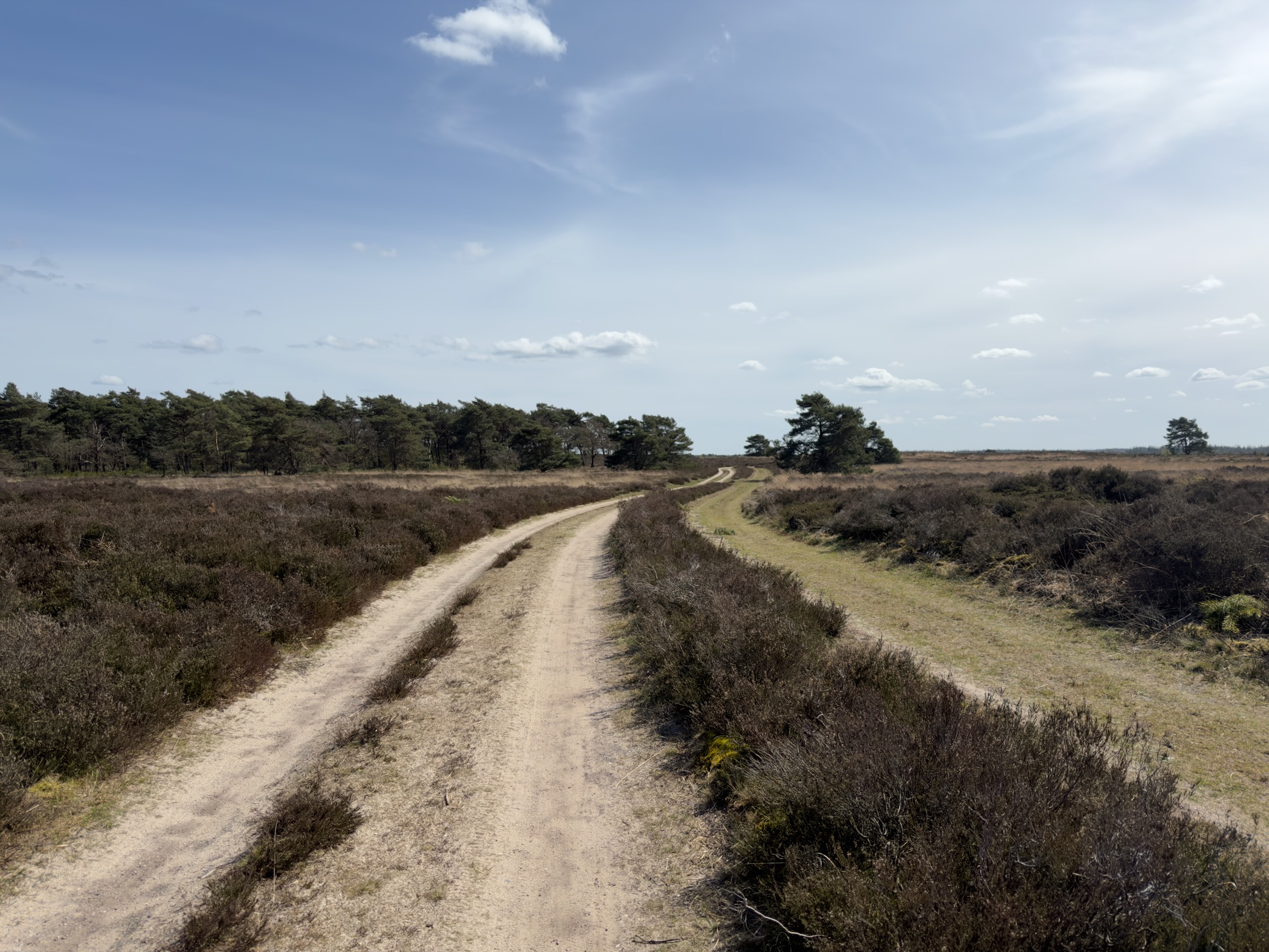 Curving double-track path through expansive heathland toward distant forest