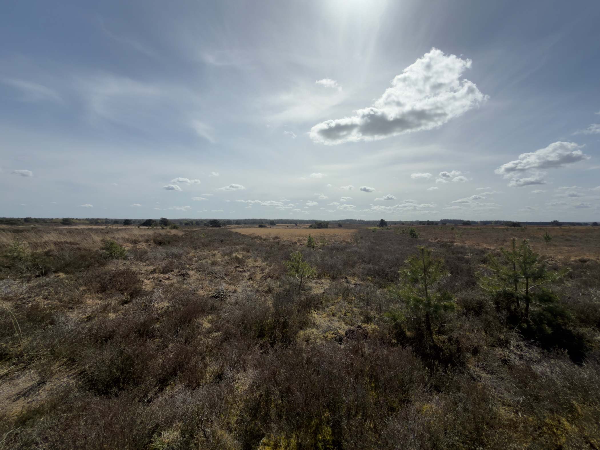Panoramic view over vast Staverdense Heide under a sun-streaked sky