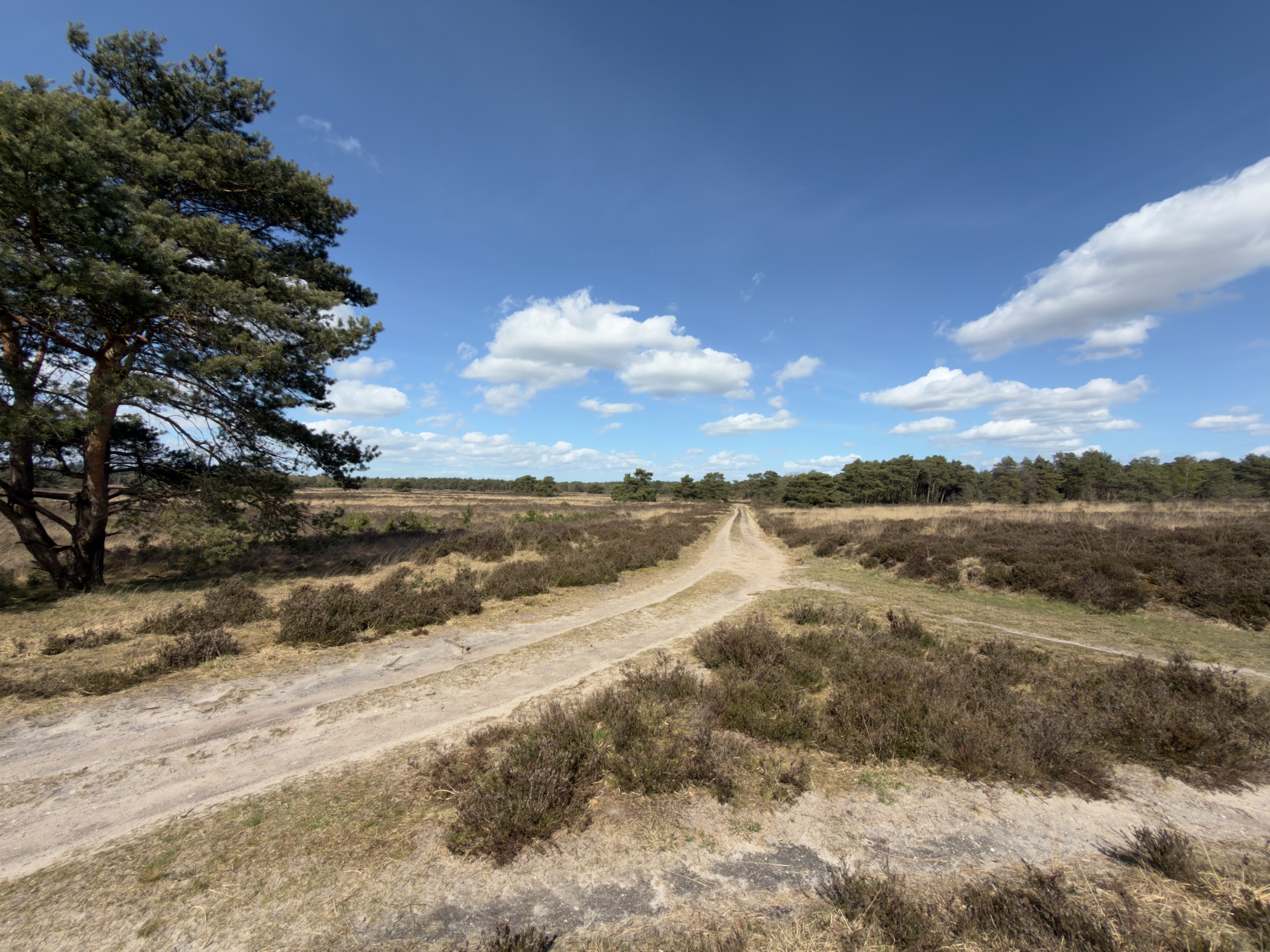 Sandy track descending through heathland with a pine tree on the left