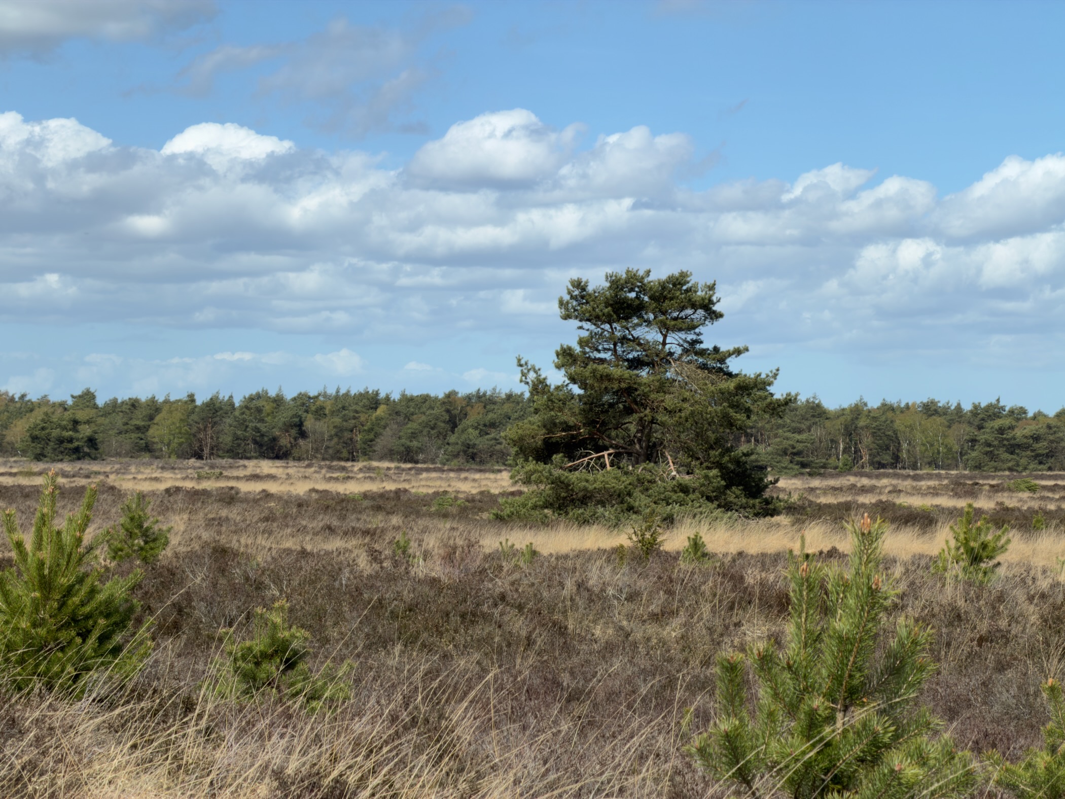 Solitary pine with young saplings on open heathland with forest behind