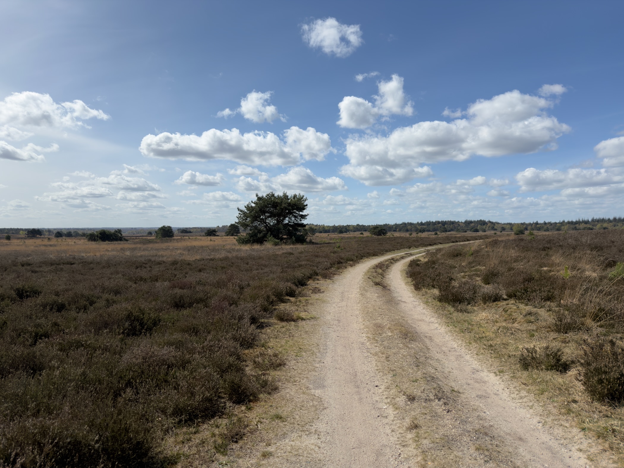 Winding sandy track across heathland toward a solitary tree under blue sky